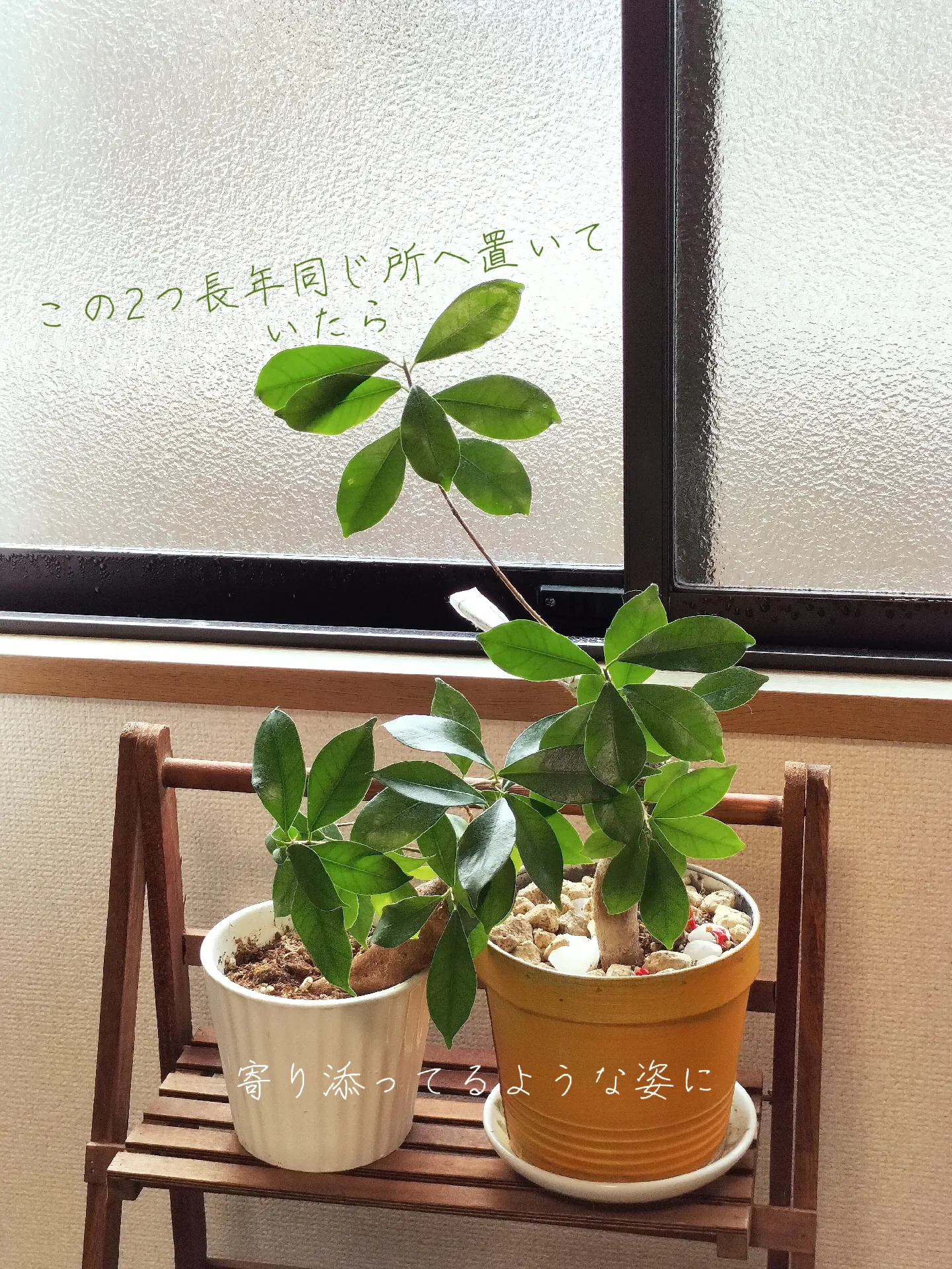 観葉植物 | tamが投稿したフォトブック | Lemon8