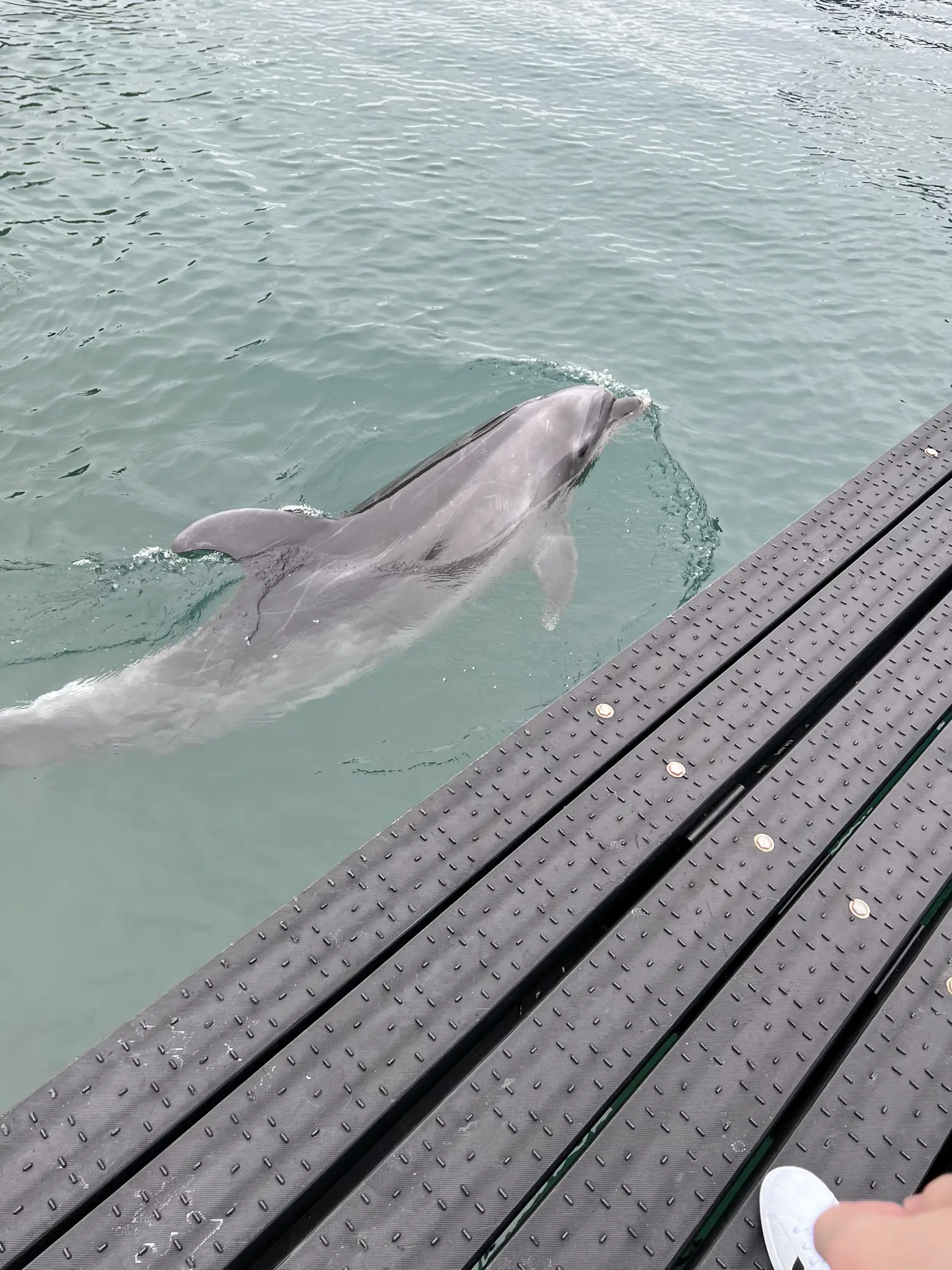 和歌山 くじらに触れる？！くじら博物館🐳⸒⸒ | 𝐦𝐚𝐫𝐢𝐚が投稿した