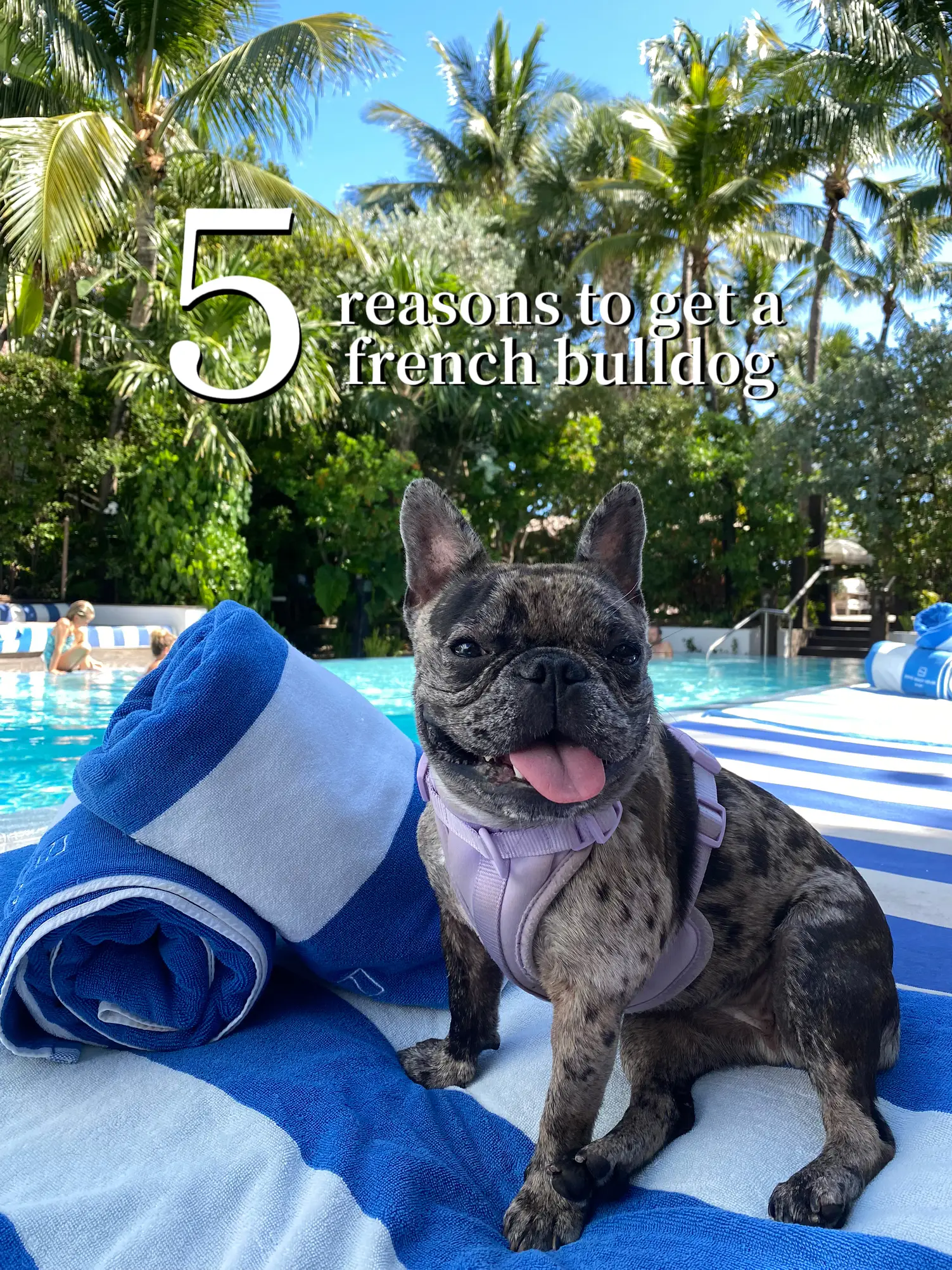 Frenchie mini couture mother hot sale towel