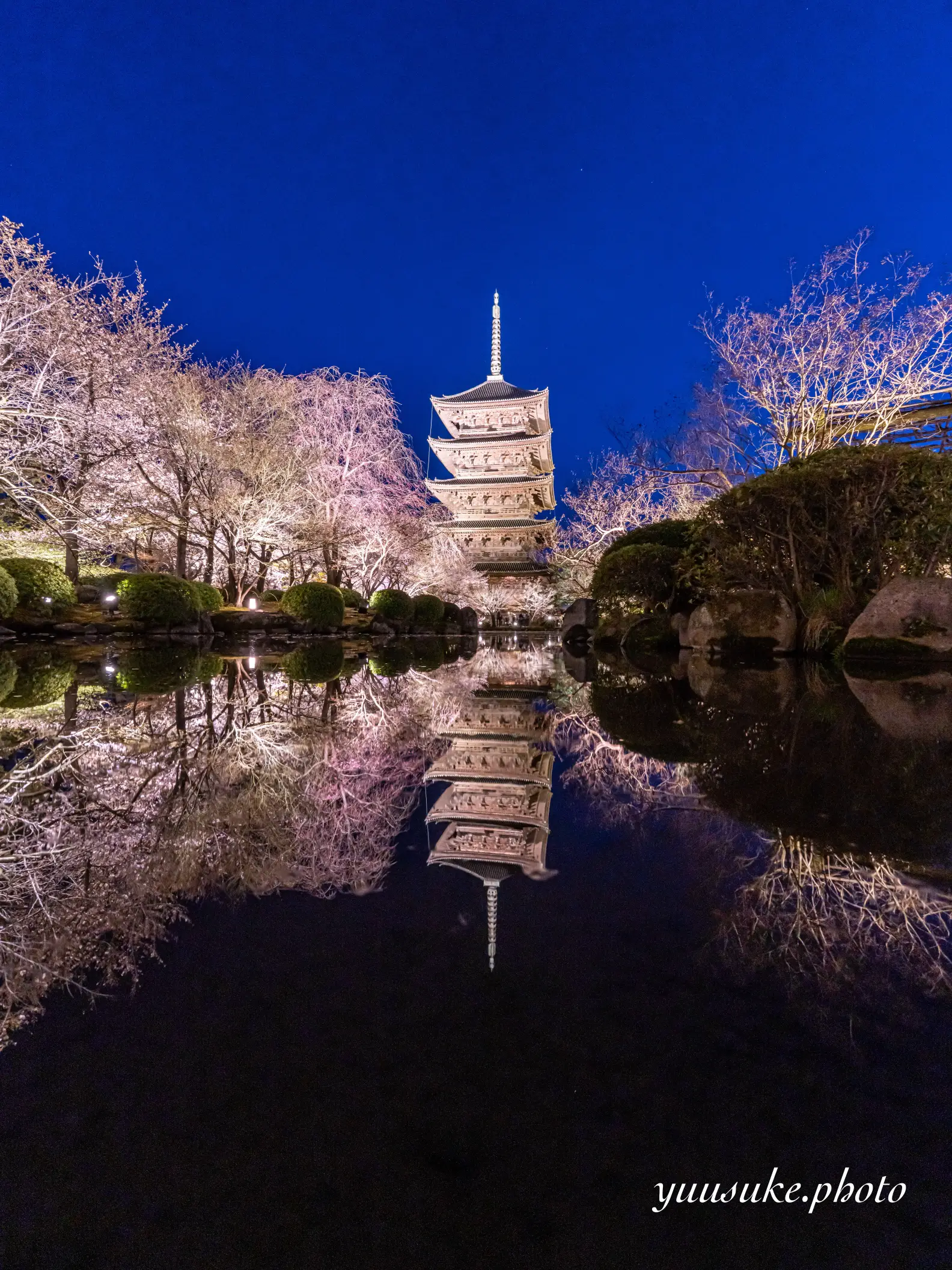 東寺桜ライトアップ開催中🌸今回は珍しい構図で撮ってみましたスマホ