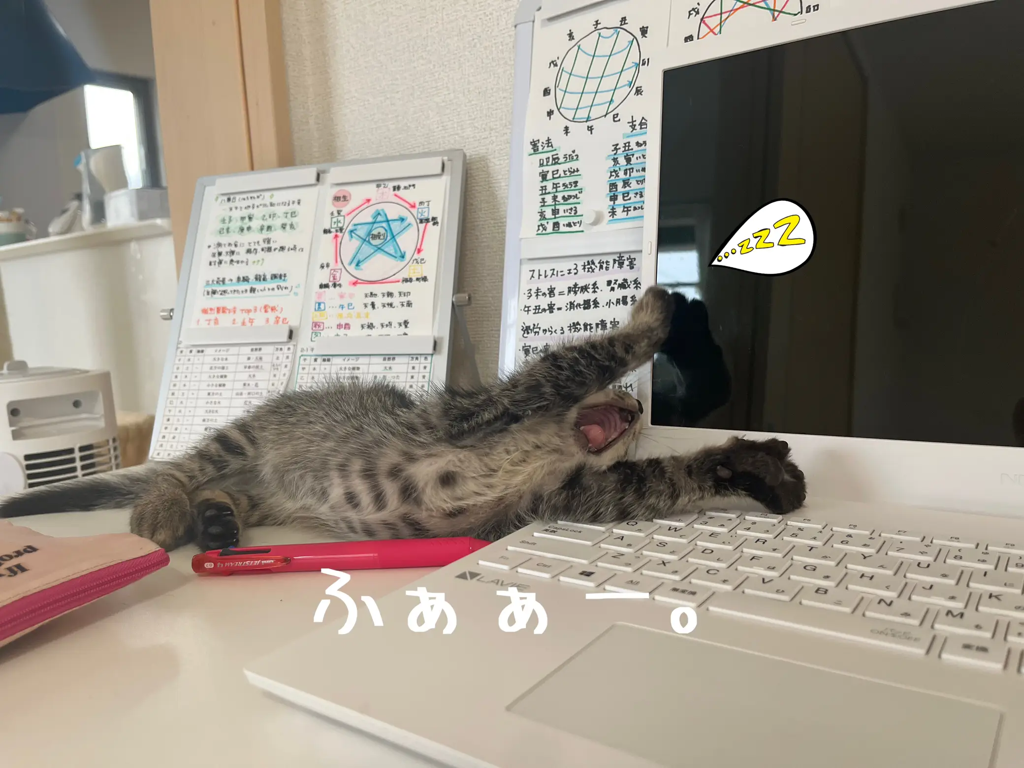 今日も邪魔するにゃ🐱💕 | あんぐが投稿したフォトブック | Lemon8