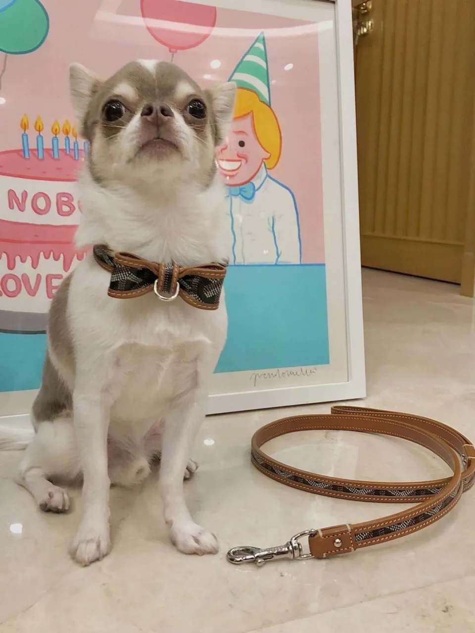 Designer Dog Collars: Luxury Collars For Your Pup – Bitch New York