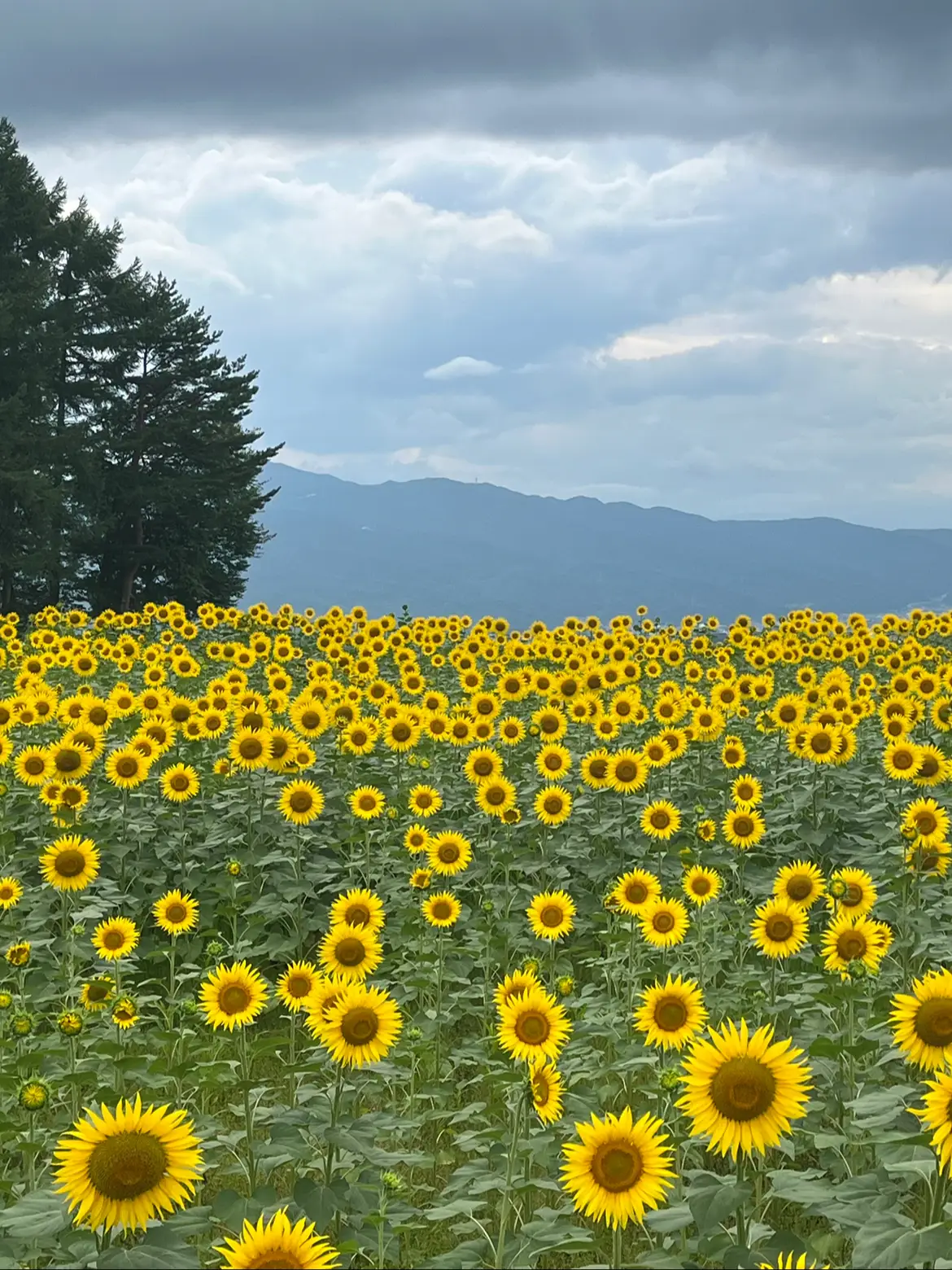 長野県・蓼科】圧巻！1万本のひまわり畑🌻✨ | Maoが投稿したフォト