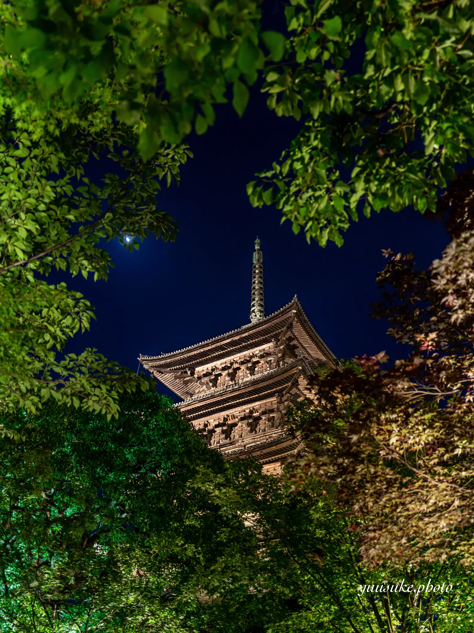 京都府࿓東寺で新緑のライトアップ開催中🍀⭐️これを見れば東寺の撮り