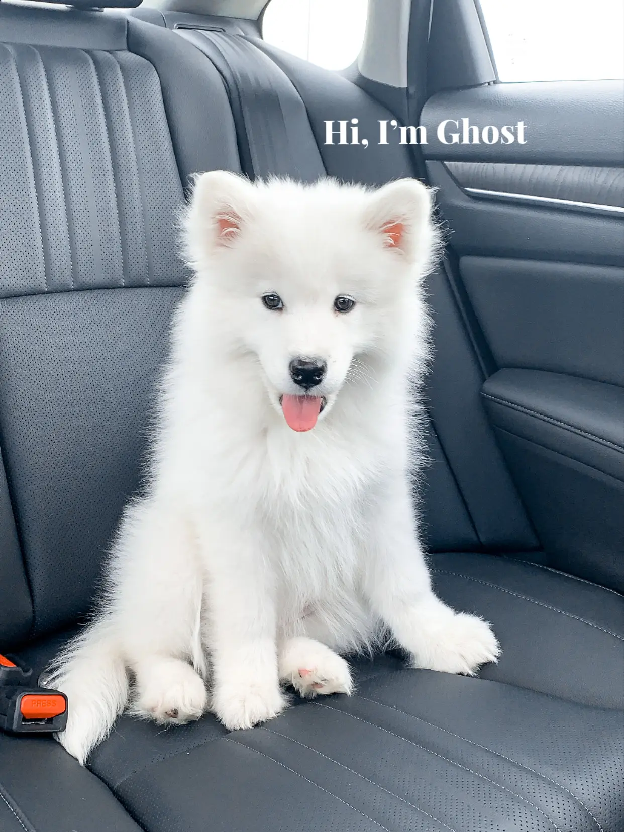 Tall oaks hot sale samoyeds