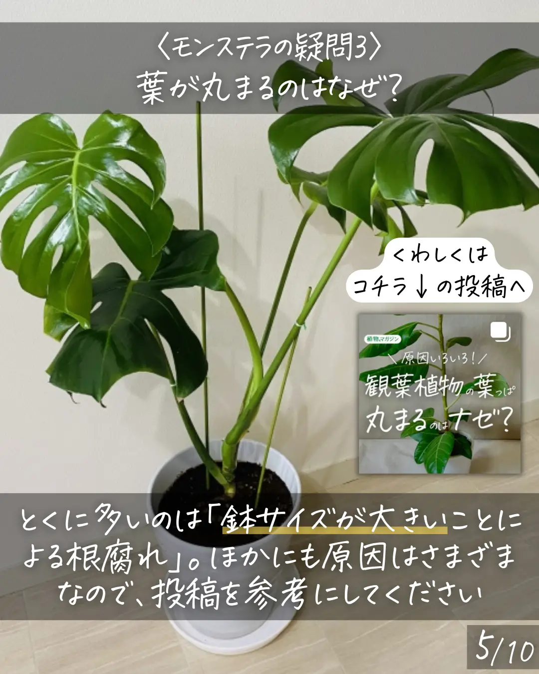 彼有度様専用】斑入りモンステラ 大株 - 植物/観葉植物