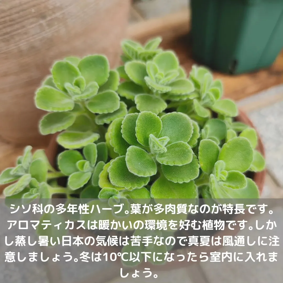 香りの良いアロマティカス・抜き苗・G除けに❗️ - その他観葉植物