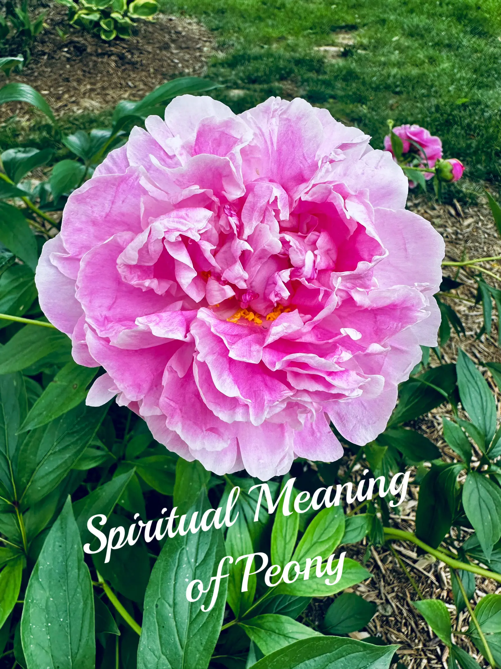 Spiritual Meaning Of Peony 