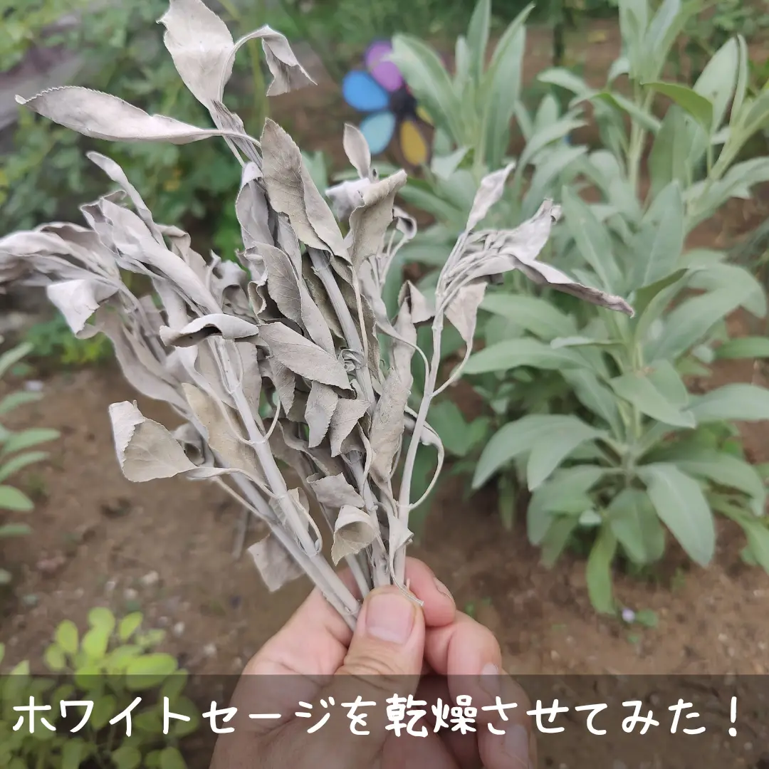 ★特選再入荷★無農薬カリフォルニア産【箱配送1kg高品質ホワイトセージ】❤️ ☆特選再入荷☆無農薬カリフォルニア産【箱配送1kg高品質