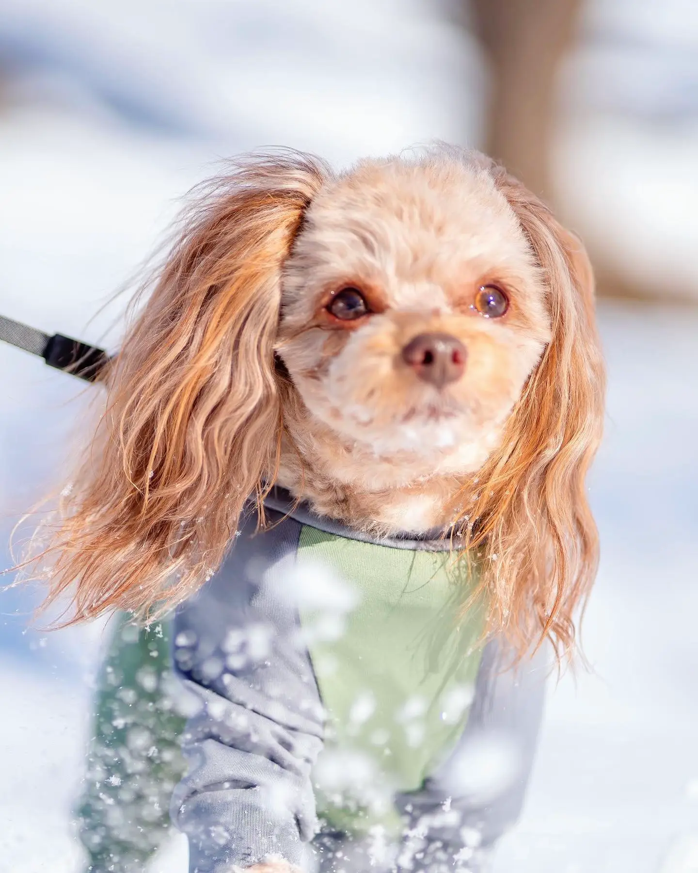 大雪の公園をお散歩❄️ | ぱるのえ♡北海道で暮らす犬と猫が投稿した