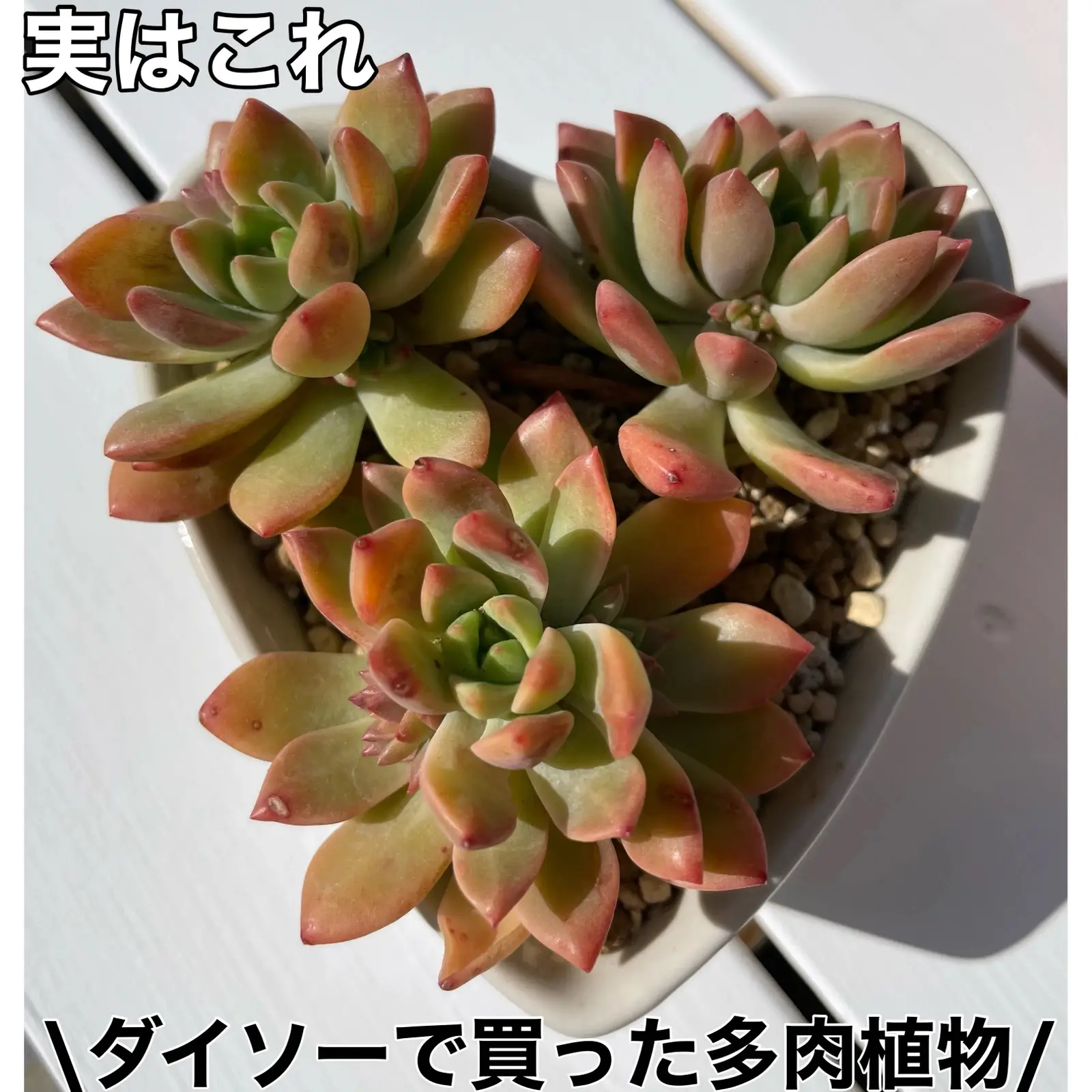 リメ缶　リメイク缶　☘️3個セット　革タグ付き　多肉植物 リメ缶 リメイク缶 ☘️3個セット 革タグ付き 多肉植物 リメイク缶の