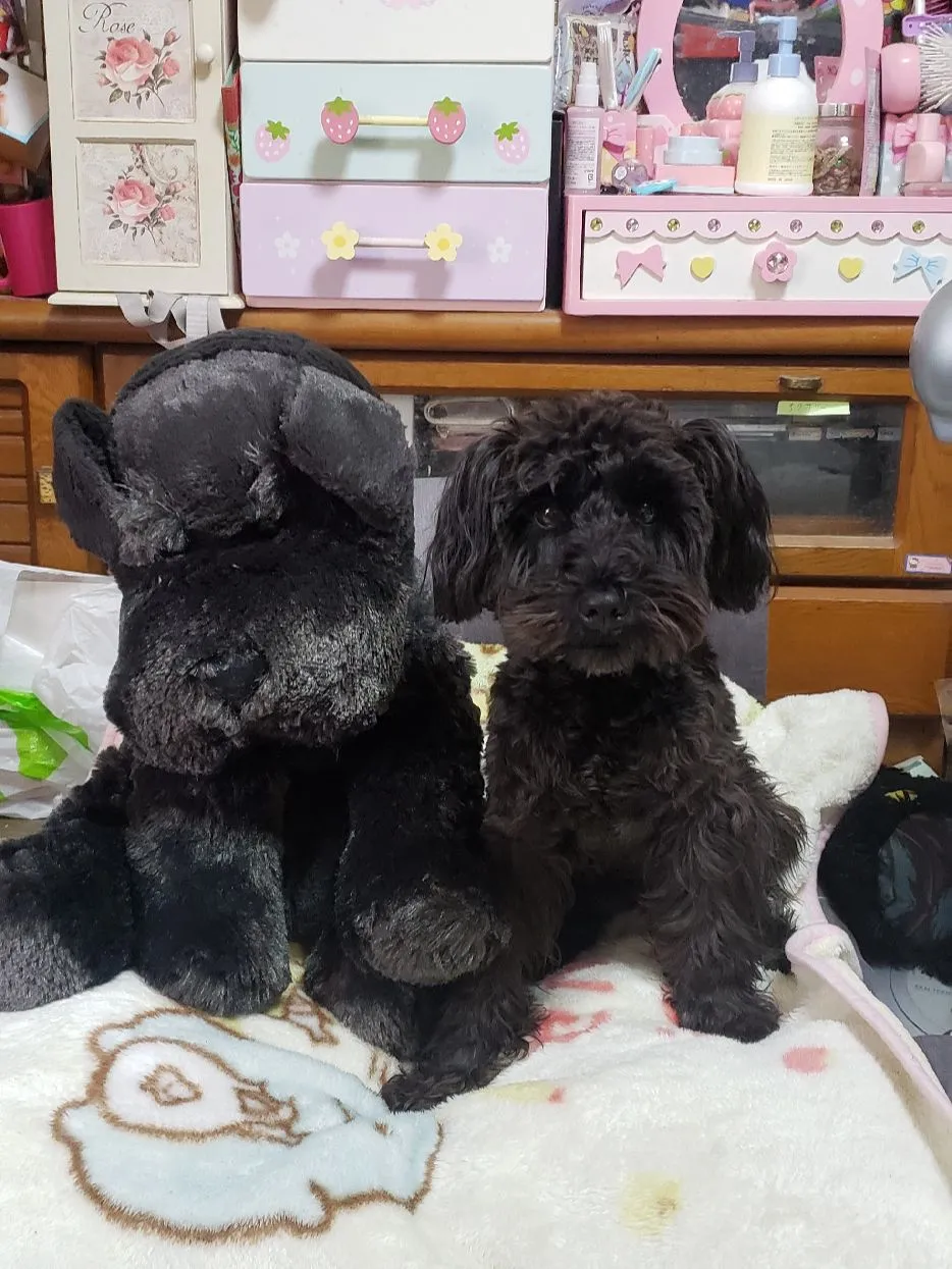 くったりシュナウザーと🐶ブラックとソルトペッパー🐶です(^-^)どっちがどっち(゜〇゜;)????? | アユミンが投稿したフォトブック |  Lemon8