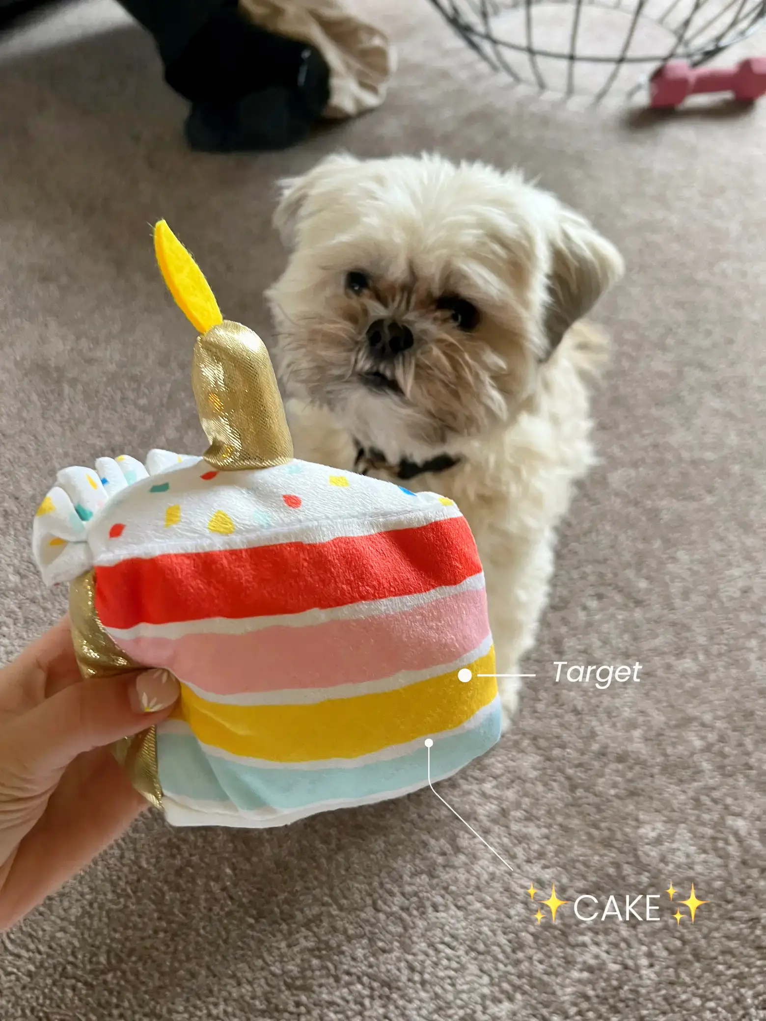 Dog birthday cake store target