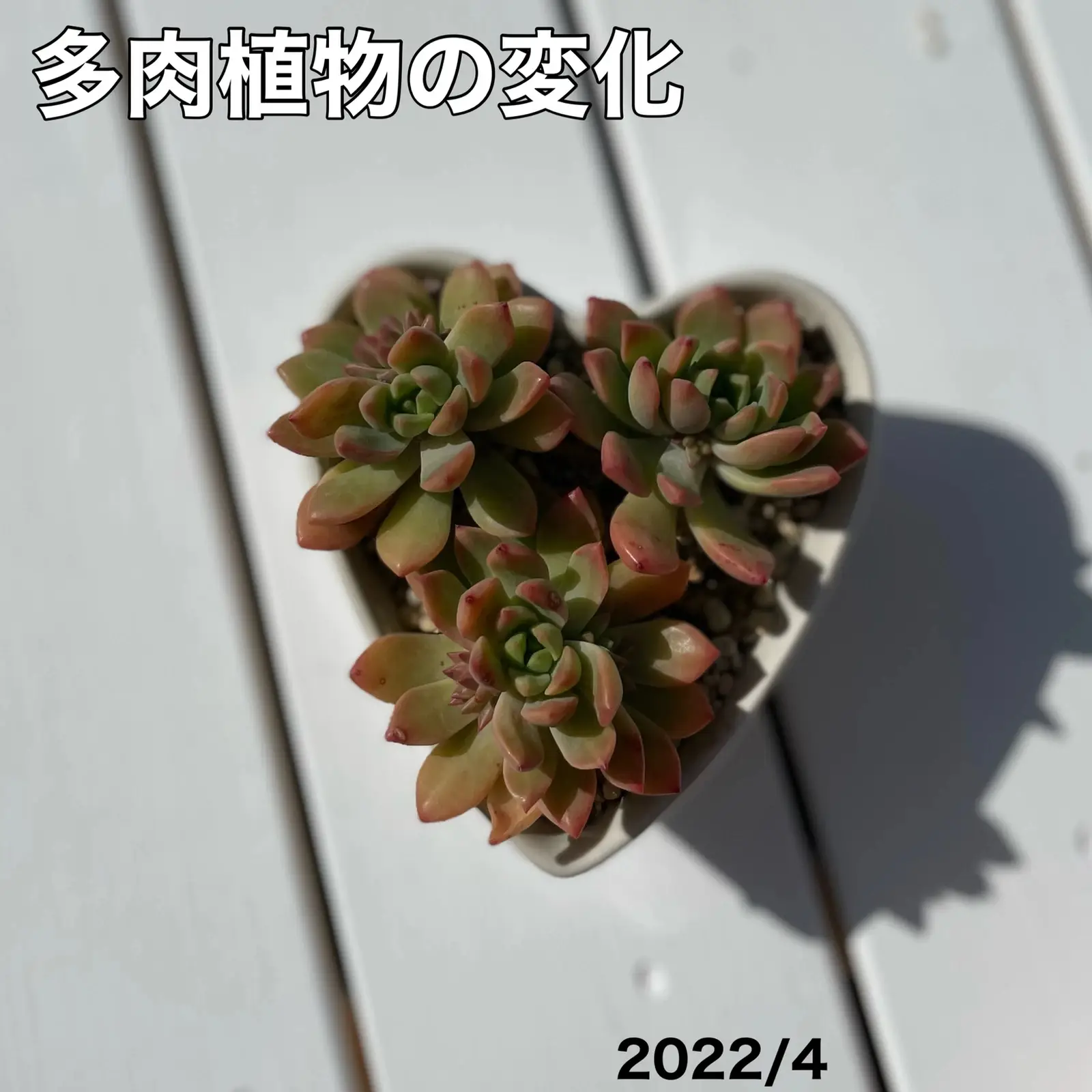 ダイソーの多肉植物なのにこんなに可愛く変身✨ | mya___kが投稿したフォトブック | Lemon8