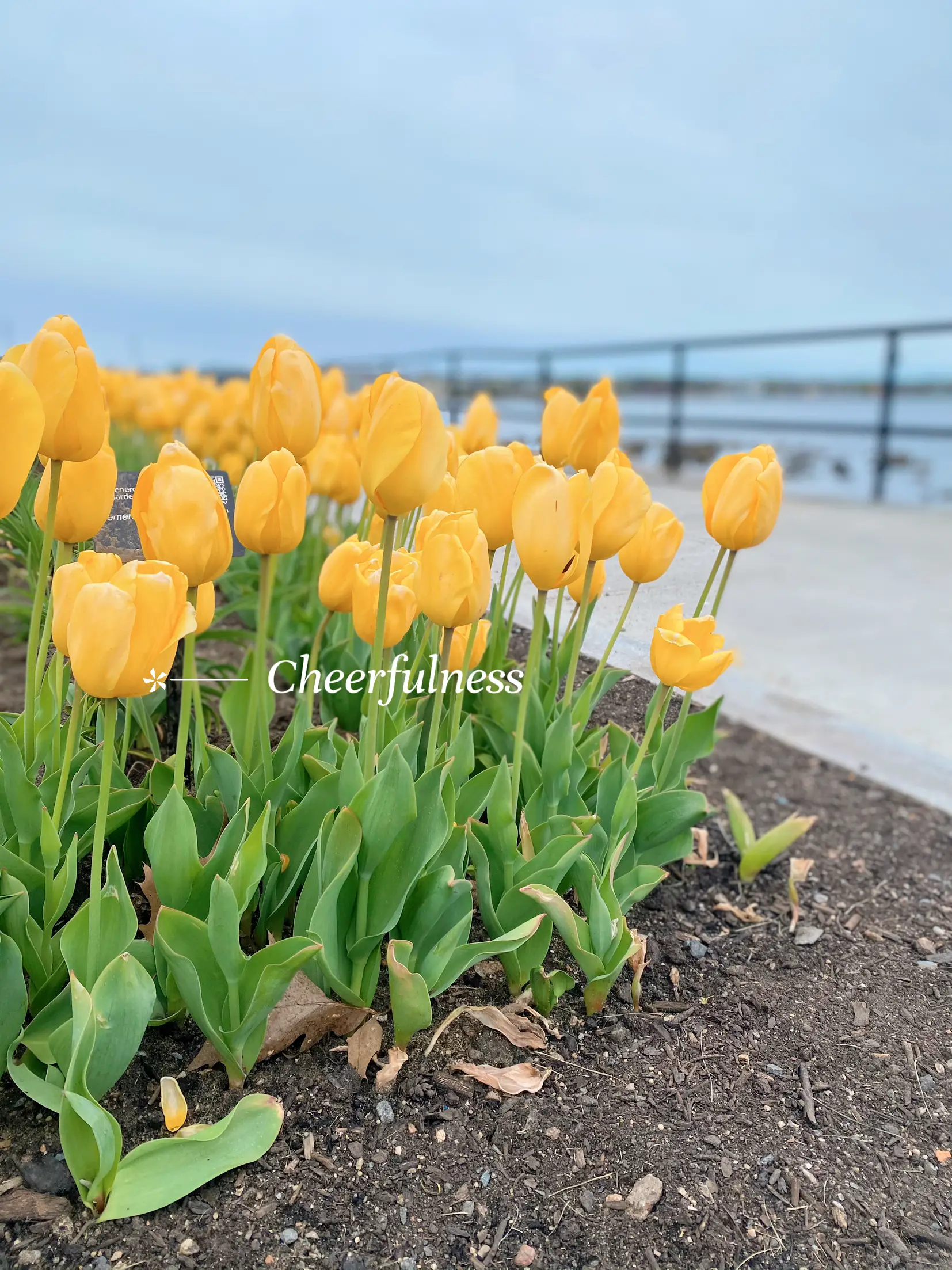 Babies Breath  The Tallest Tulip