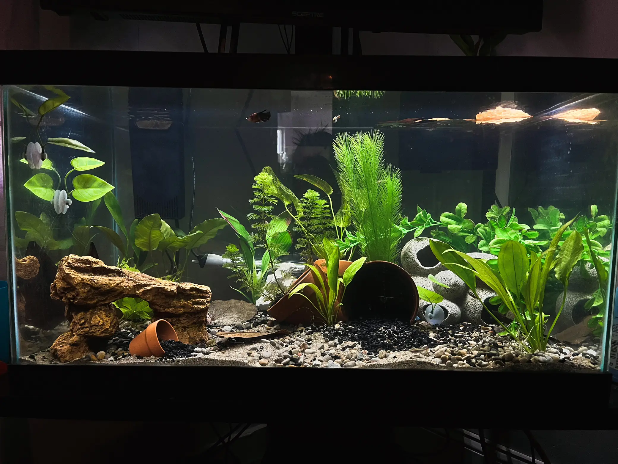 I love this #fishtank so much!, Gallery posted by 🌻Sara🌻