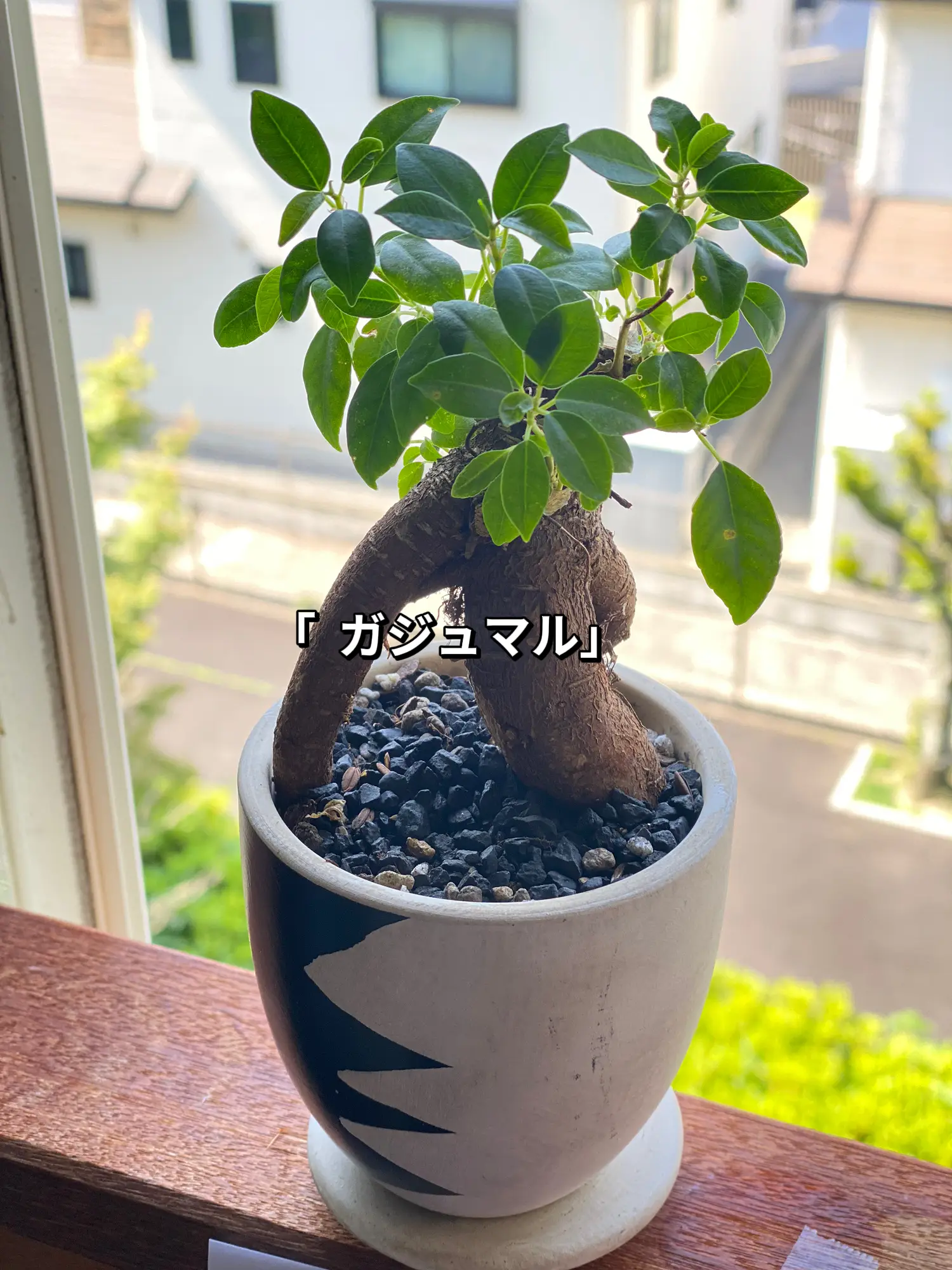 観葉植物 ガジュマルの樹 妖精精霊が宿っています。 シンボルツリー 