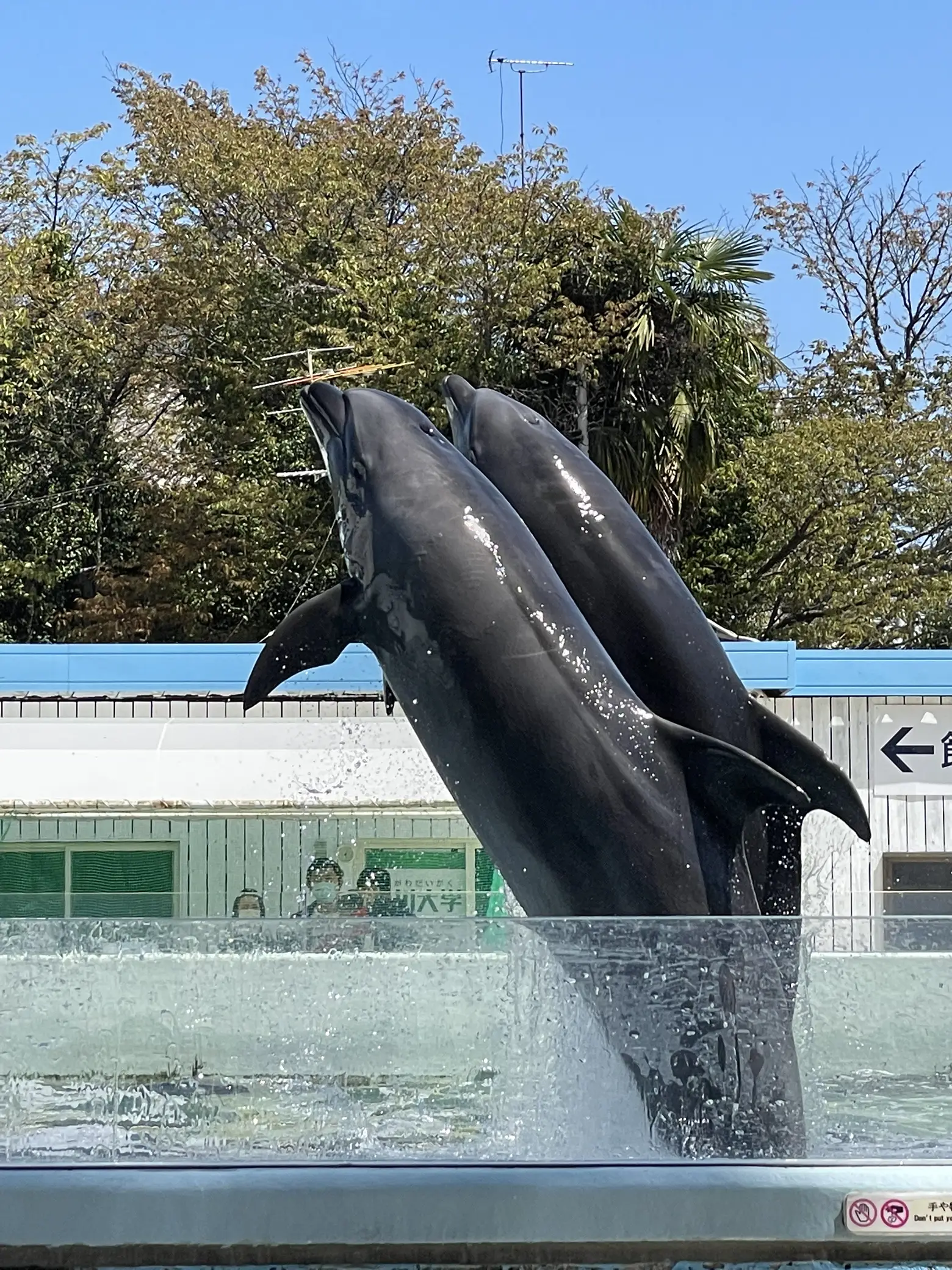 ドルフィンライブ 露出妻 お休みにお友達と水族館 | N.Sが投稿したフォトブック | Lemon8
