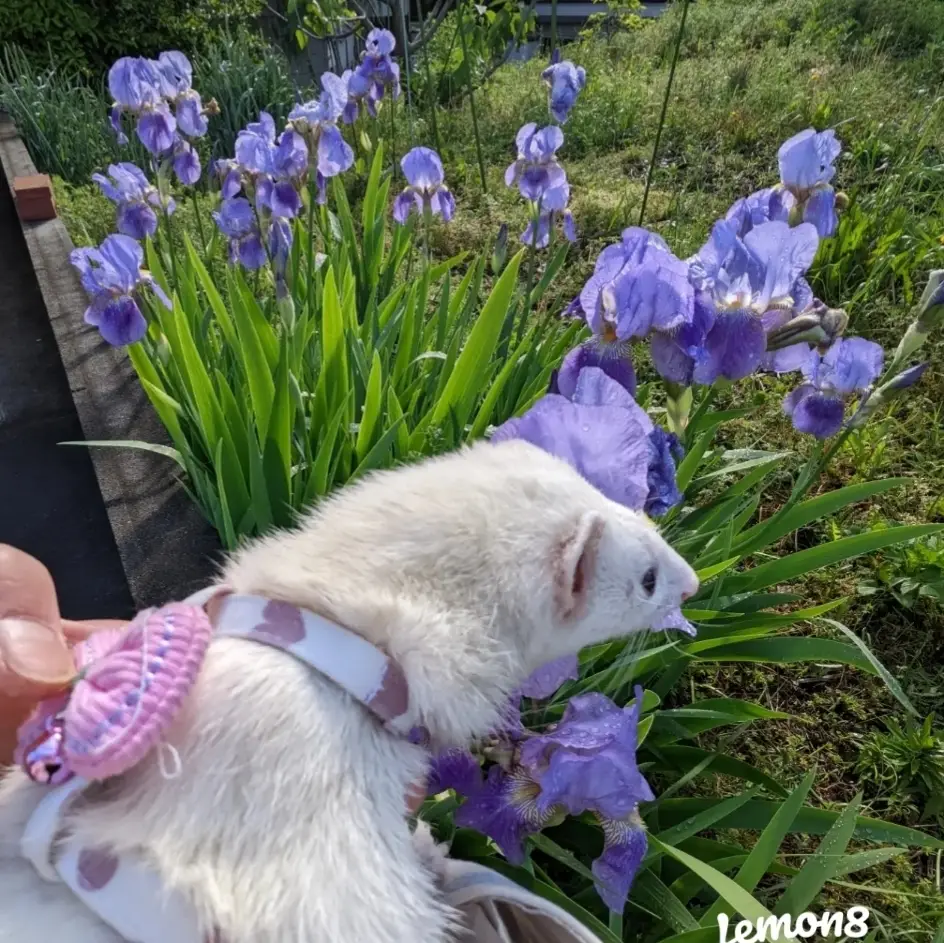 Baby Goats and Sheep in Spring - Lemon8検索