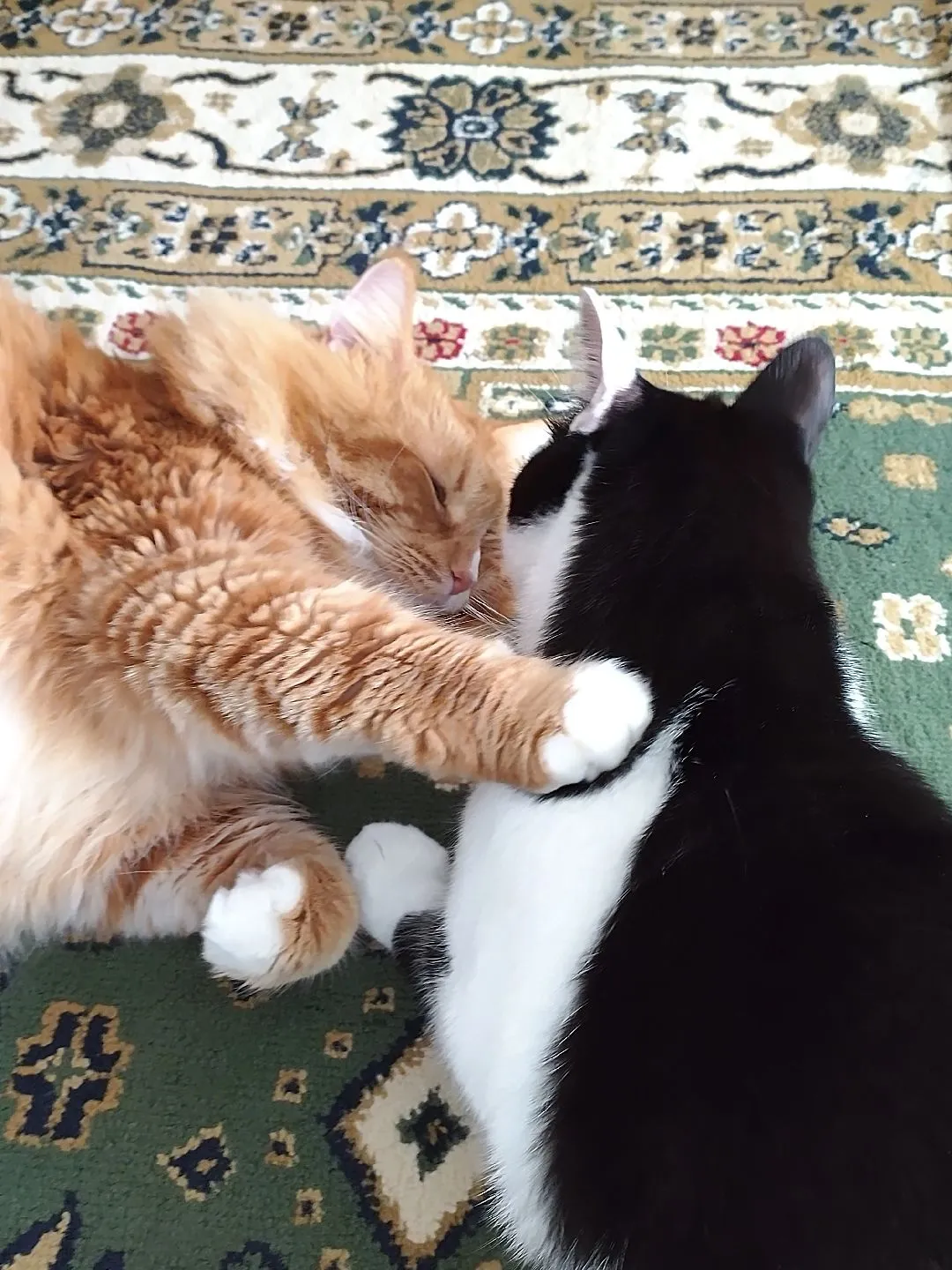 我が家の猫たち♪ | サムねこが投稿したフォトブック | Lemon8, 画像サイズ:1080x1440