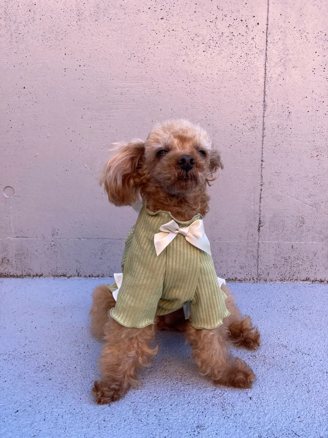 犬服 SS わんこの普段着　裏起毛にトイプー 犬服 SS わんこの普段着 裏起毛にトイプー 犬服
