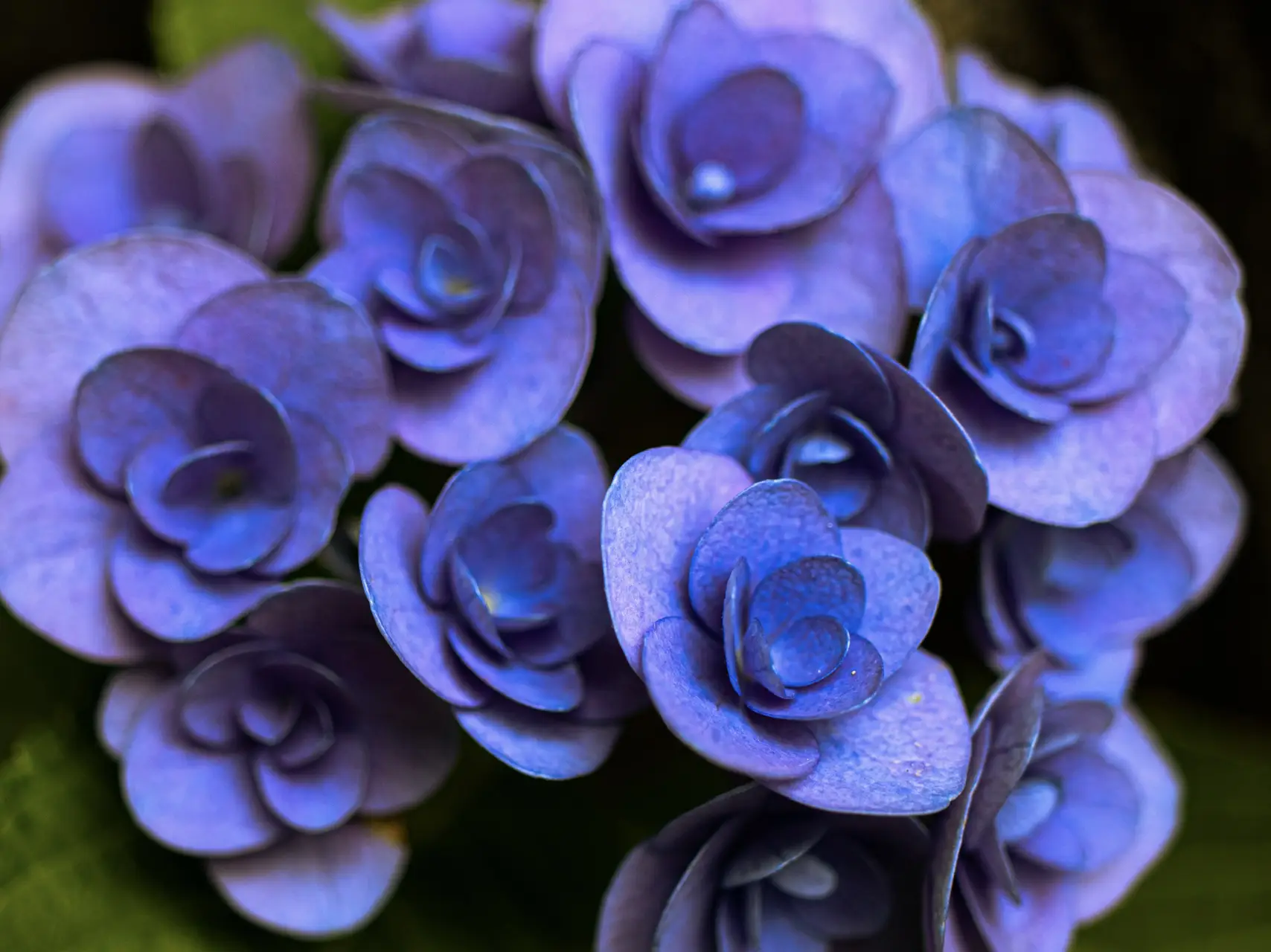 ミニバラみたいな紫陽花が綺麗 | MIKA_lemonが投稿したフォトブック 
