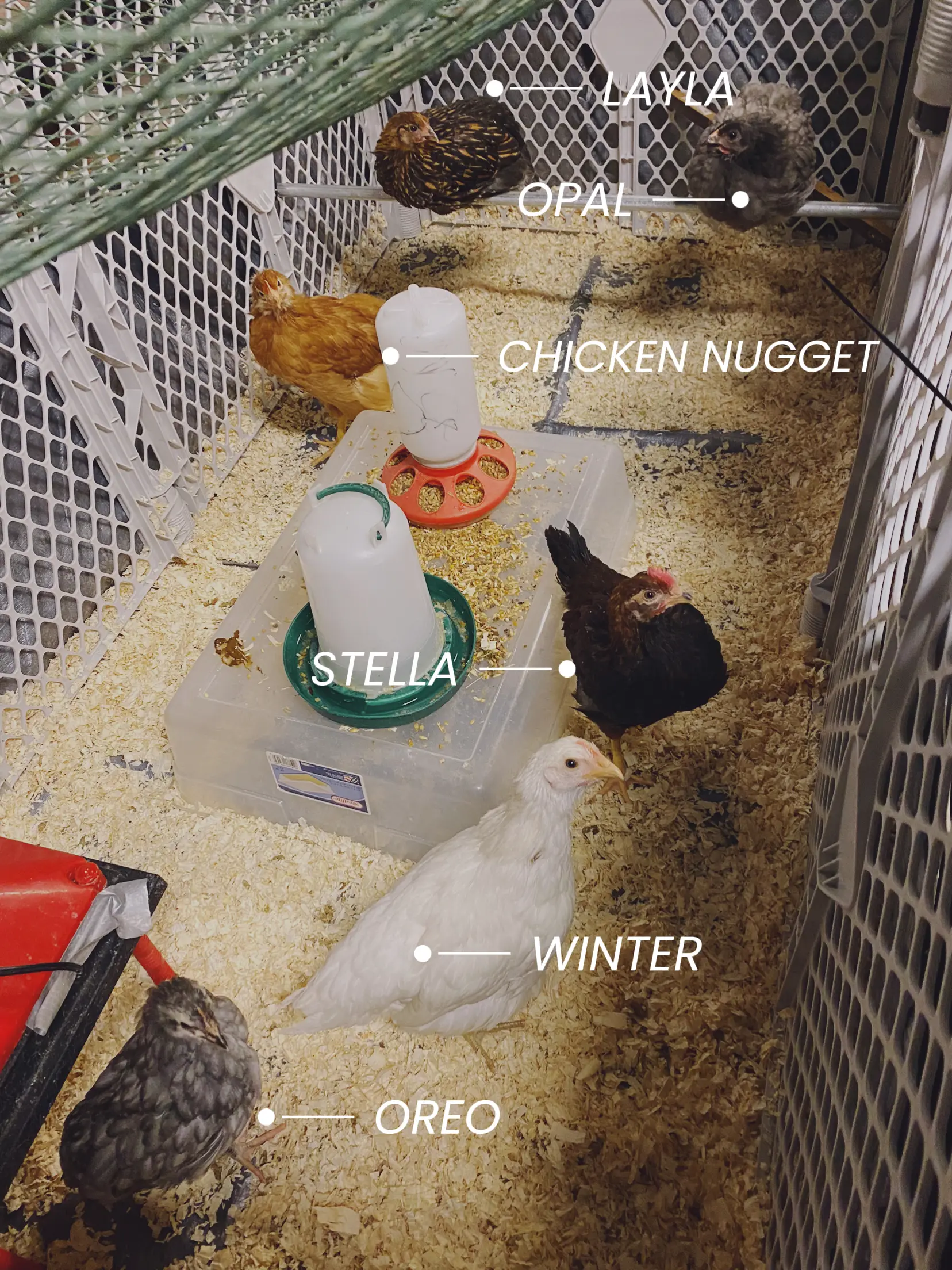 How to Winterize a Chicken Tractor - Mama on the Homestead
