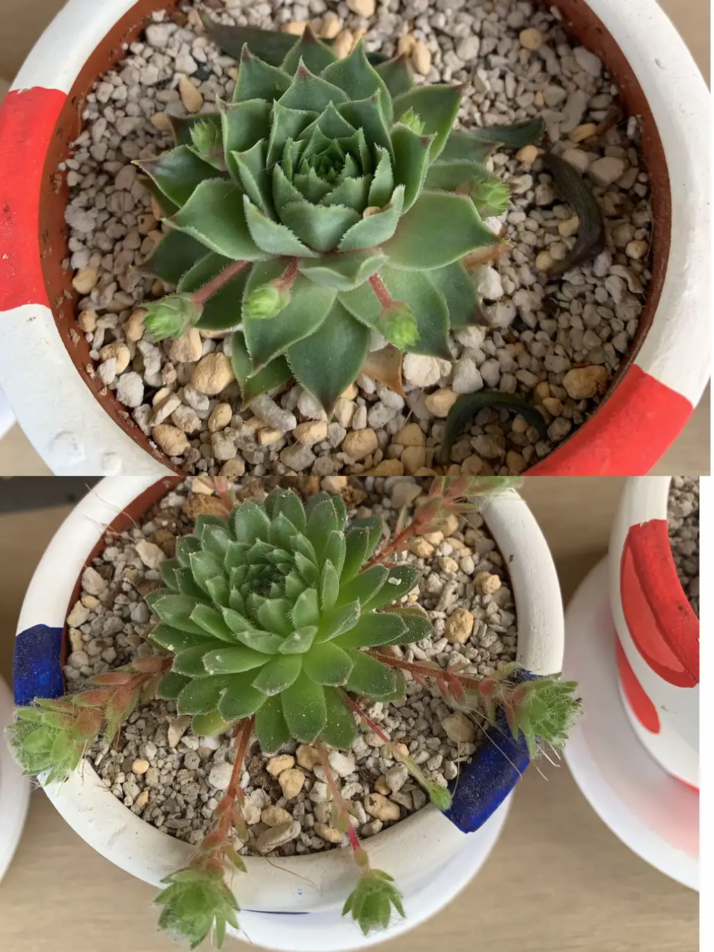 お纏め専用 多肉植物 ❁︎春薔薇錦 新根あり 【公式通販】