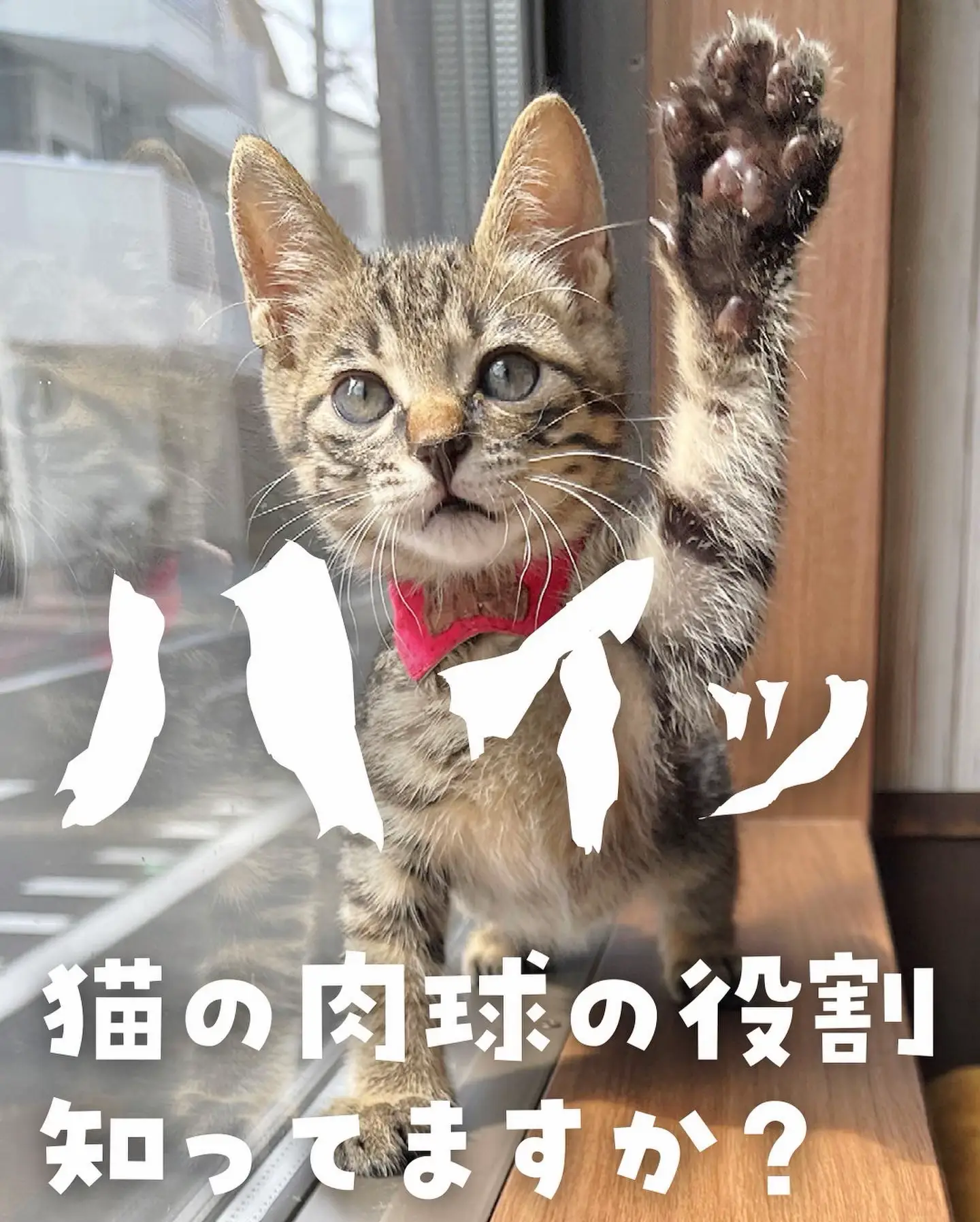 猫の肉球】秘密知ってた？ | ねこ大家が投稿したフォトブック | Lemon8