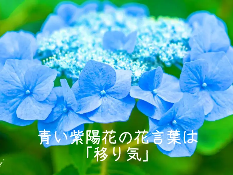 今回の花図鑑は青い紫陽花💠 青い紫陽花の見頃は過ぎましたが | 蒼灯(@ゆめかわ花図鑑)が投稿したフォトブック | Lemon8