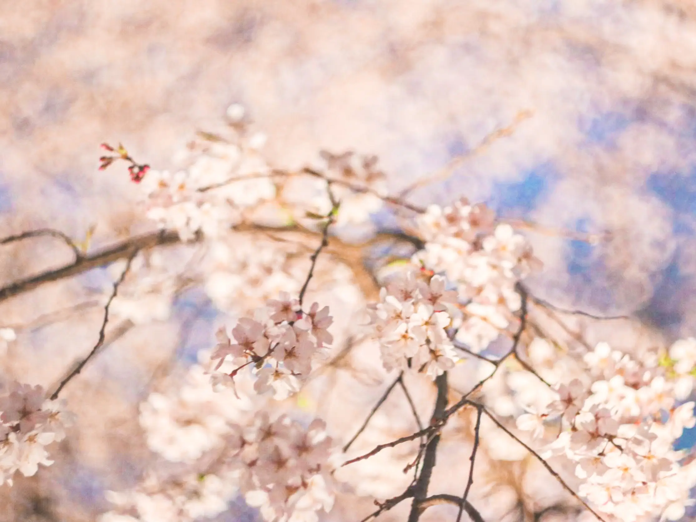 桜を綺麗に撮る方法🌸🌸🌸 | Gallery posted by まりん | Lemon8