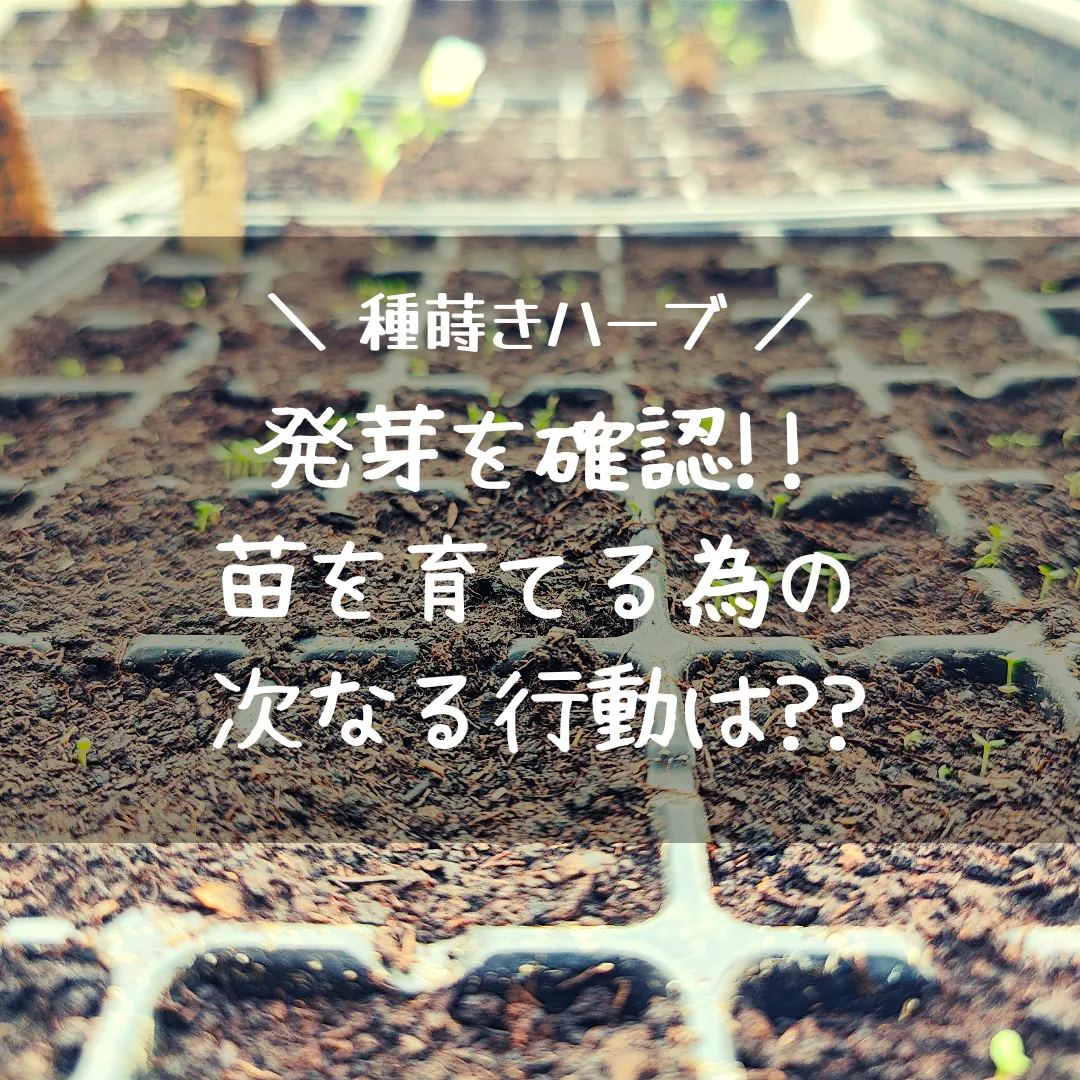 確認用8本茗荷苗、しそ苗5本オマケ みっともなく
