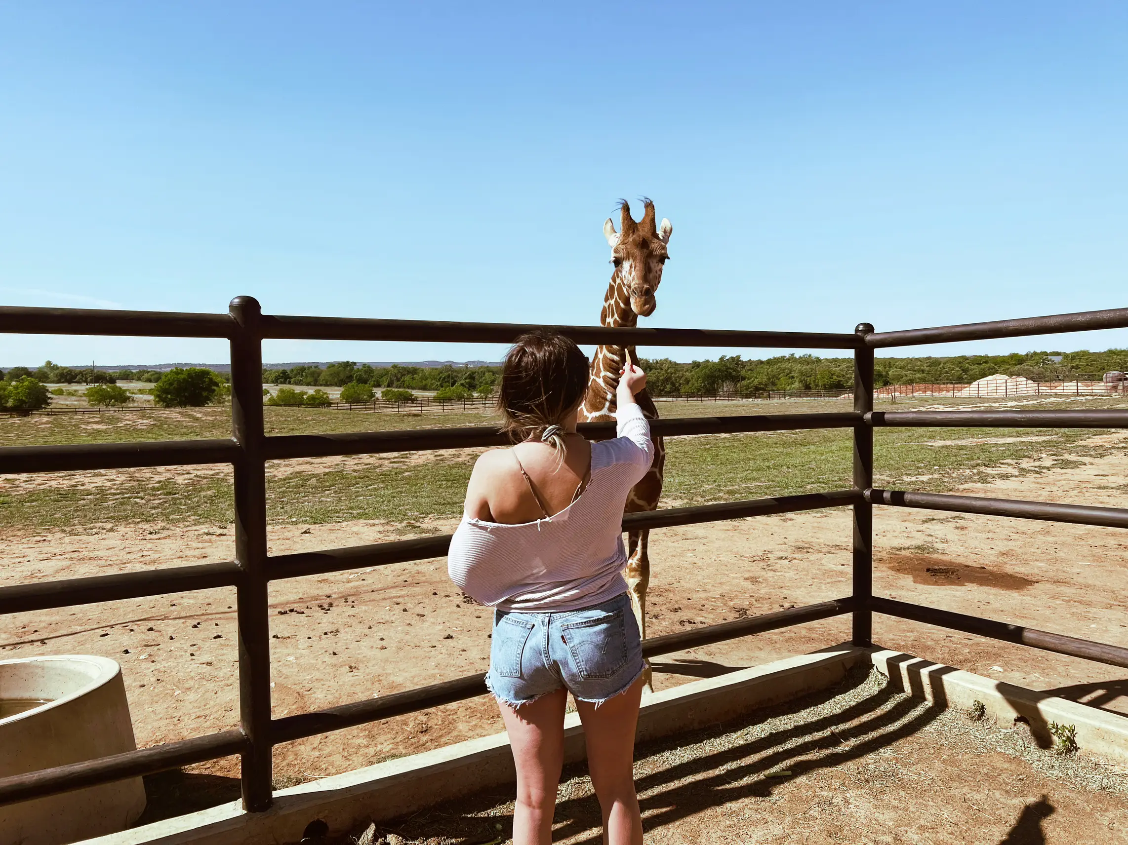  A woman is standing in front of a fence, holding a giraffe. The giraffe is standing next to the woman.