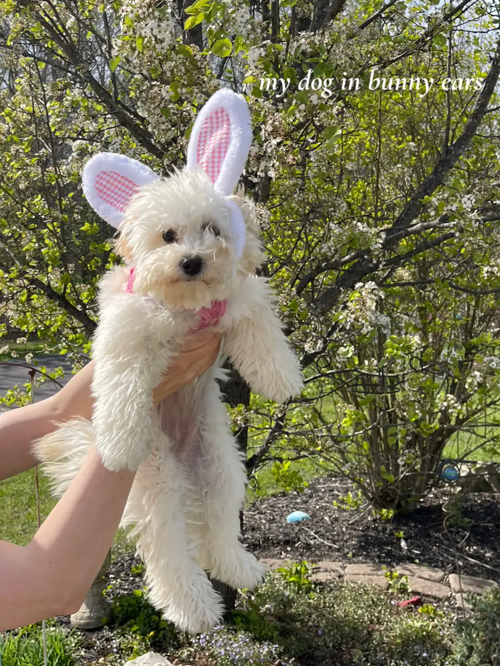  A person is holding a small dog in their hand. The dog is wearing bunny ears and is sitting on a person's arm.