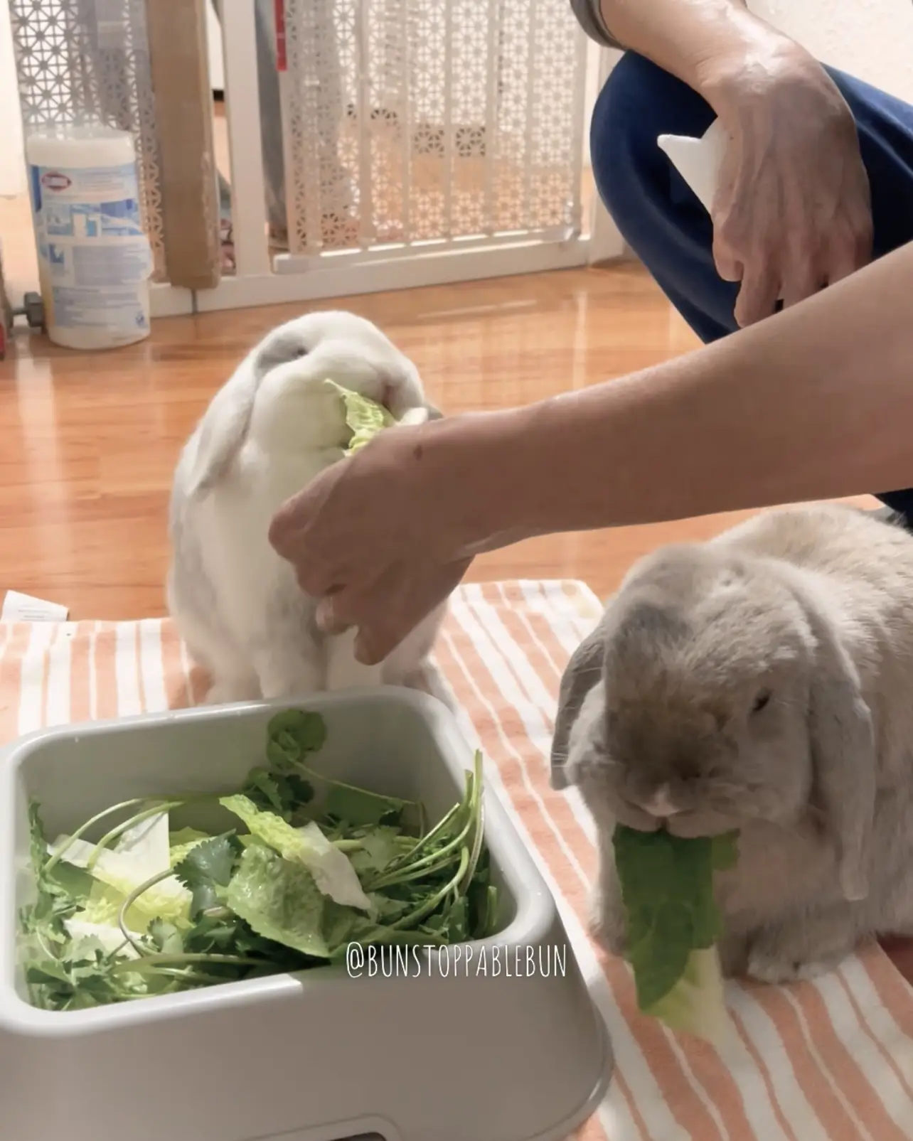 What Vegetables Can Rabbits Eat Lemon8 Search