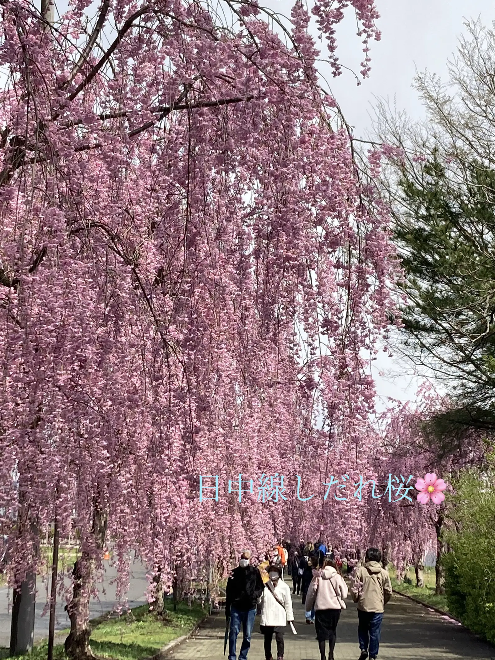 Sakura cheap bloom driftwood