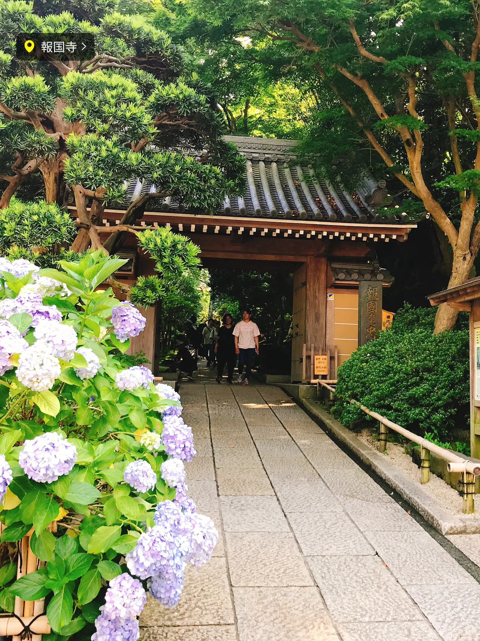 報国寺】竹林×紫陽花の美しいお寺🥺☔️🤍【鎌倉】 | ななせ🛼おでかけ大好きOLが投稿したフォトブック | Lemon8