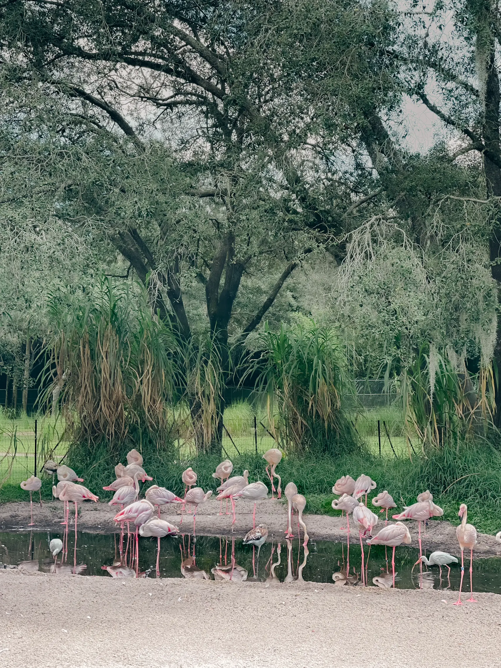 The Flamingo 🦩 tree! Get in tune with nature and find peace and