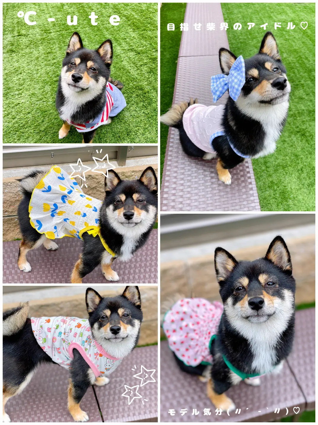 Dog clothing wholesaler in Dongdaemun Market, Seoul, Korea There