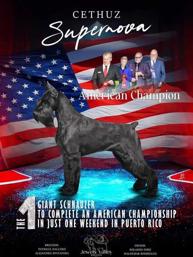 Fanta c best sale giant schnauzer