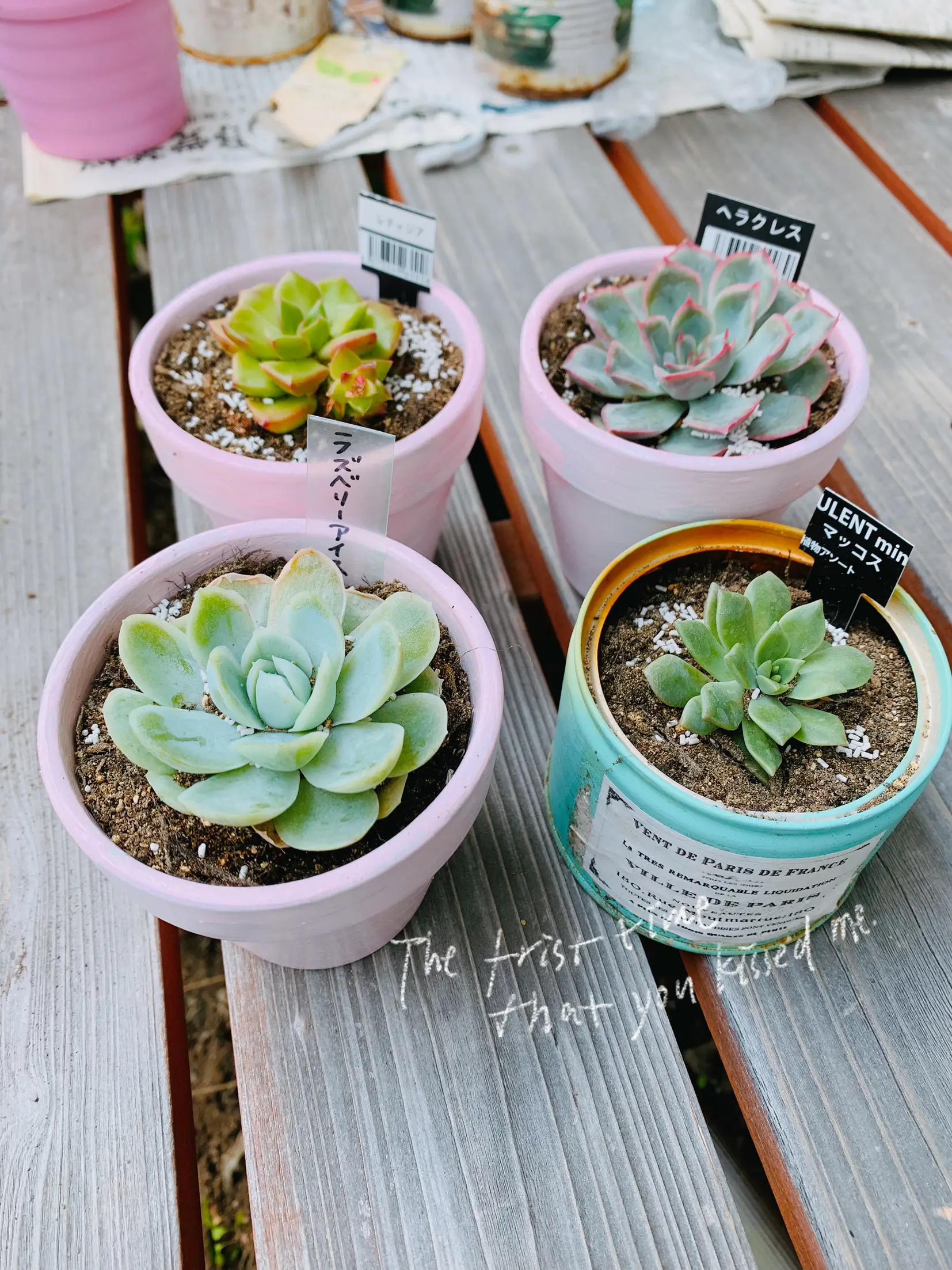 多肉植物 ミニ桃太郎♡ 抜き苗！ 1号プラ鉢付き！