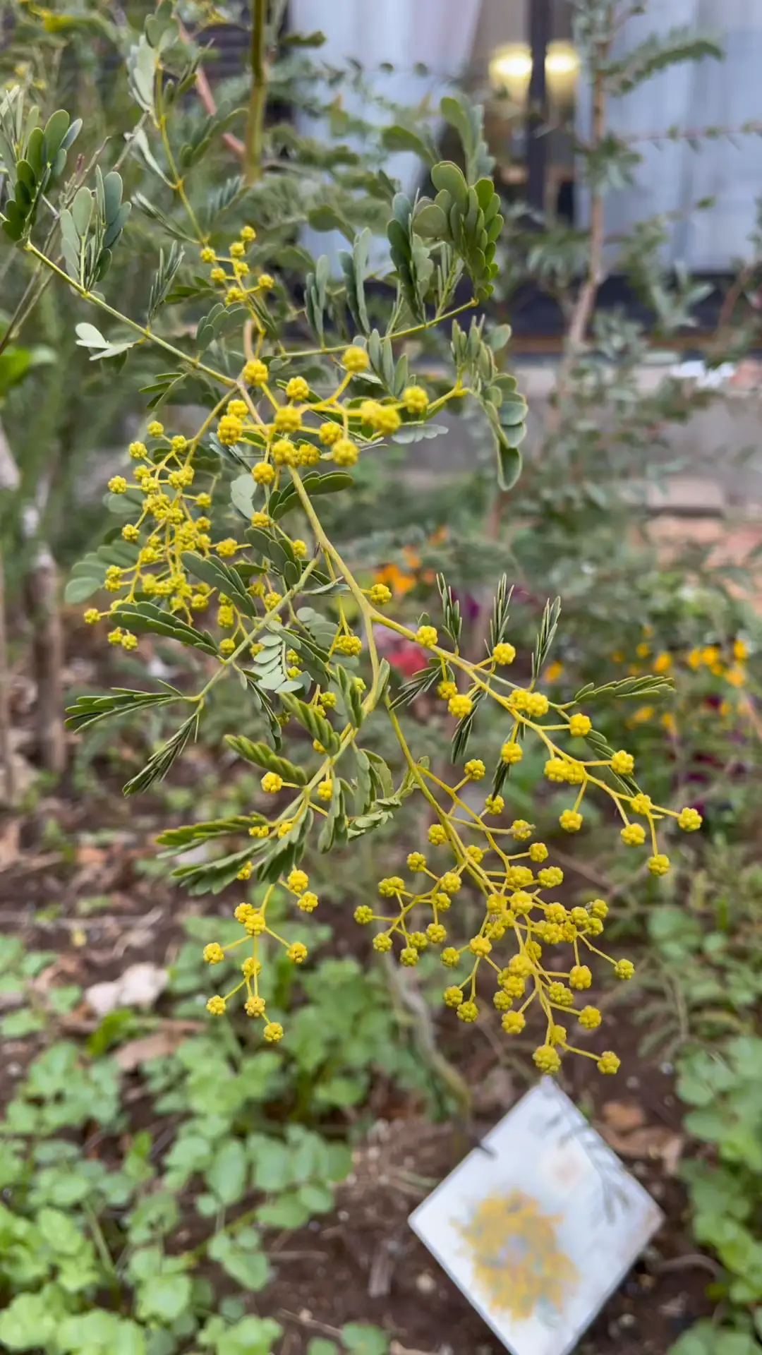 農家直送【フレッシュミモザ】80サイズ