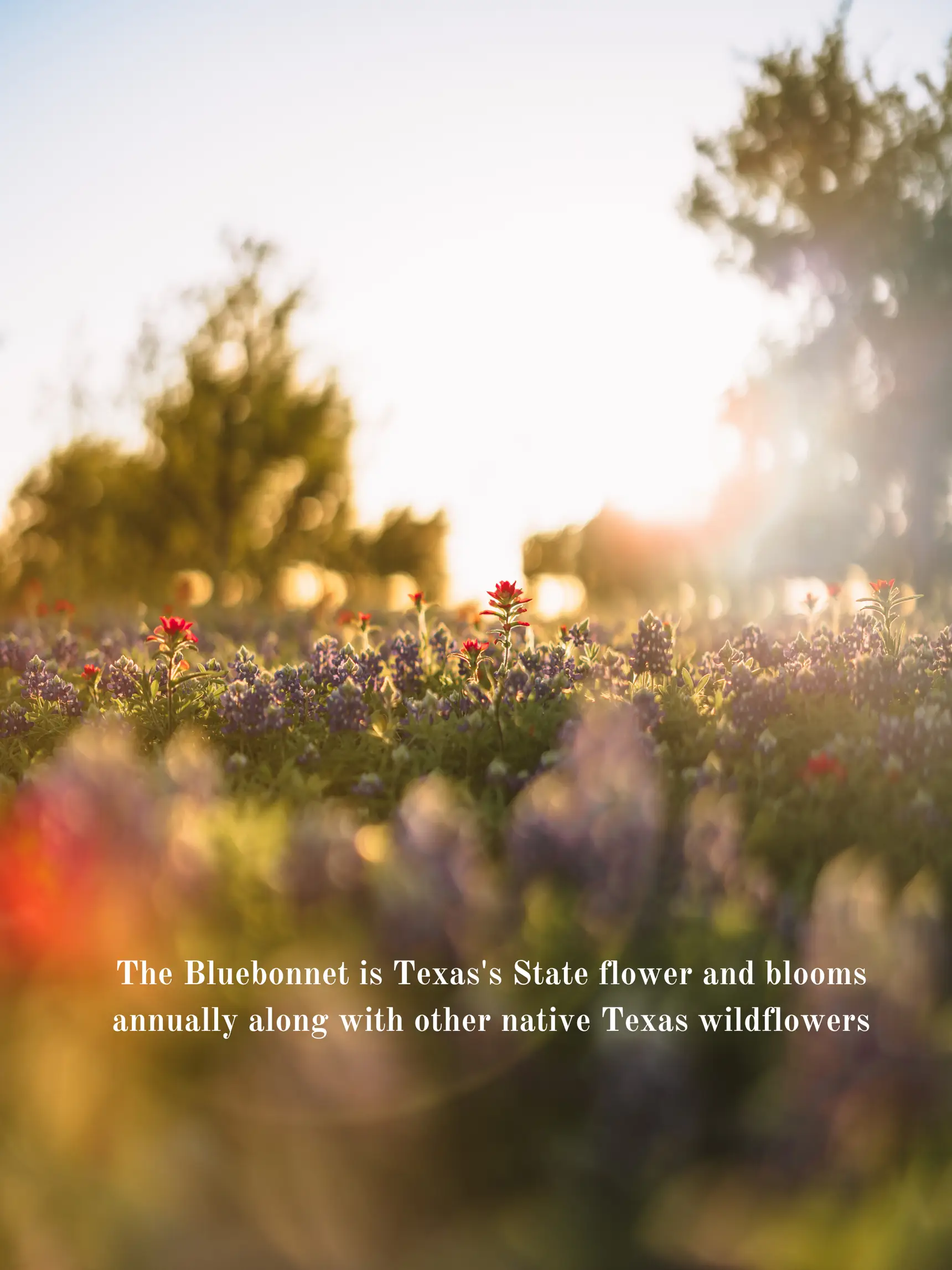 Texas Spring Bloom Guide | Gallery posted by Keiko Vassalli | Lemon8