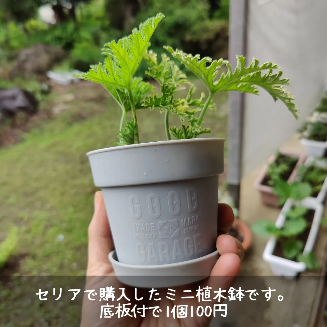 夏ハーブ達で挿し木ディスプレイを作りました🌿 | こもれびが投稿したフォトブック | Lemon8