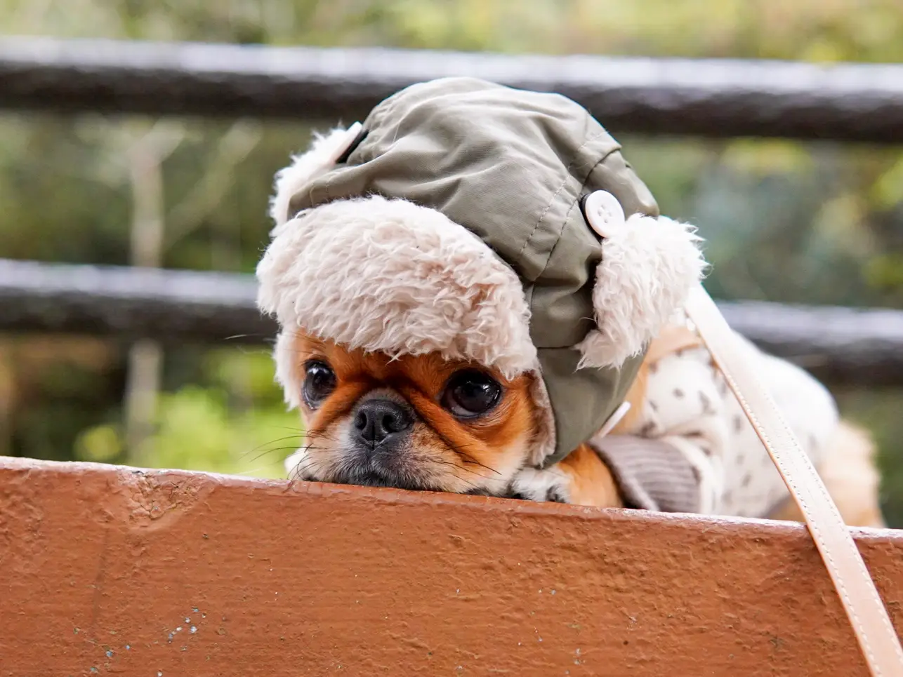 帽子をかぶる犬の写真 - Lemon8検索