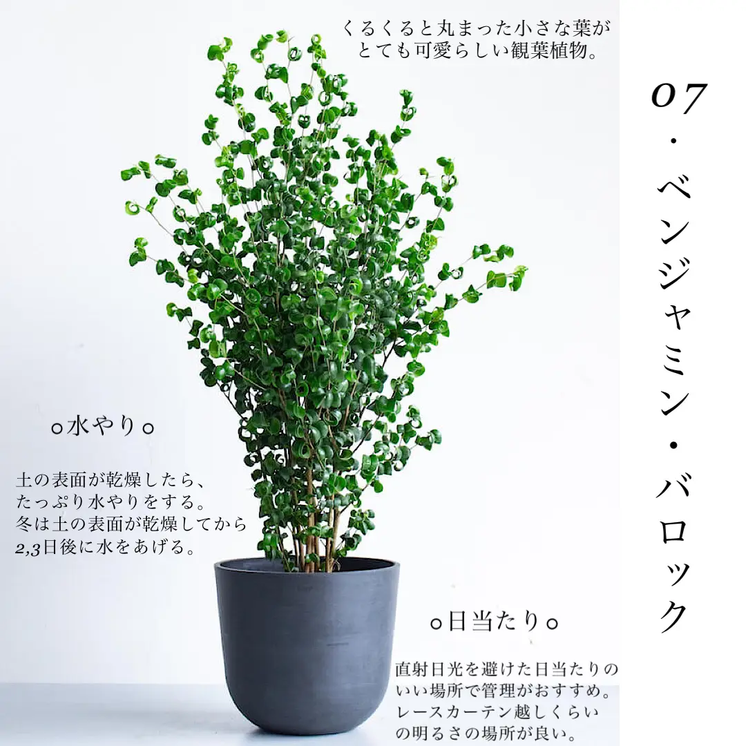 Boxwood Plants - Lemon8検索