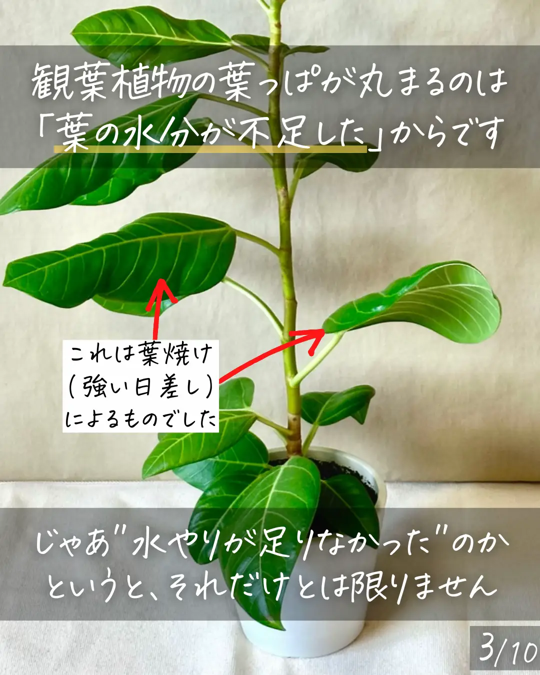 観葉植物の葉がれの原因は - Lemon8検索