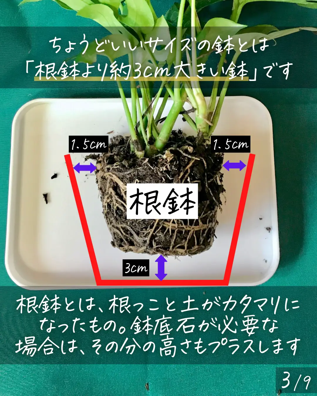 超美品クリスチャンディオール伊製レッドイエローグリーンマグノリア花柄長傘雨傘大判 超美品クリスチャンディオール伊製レッドイエローグリーン