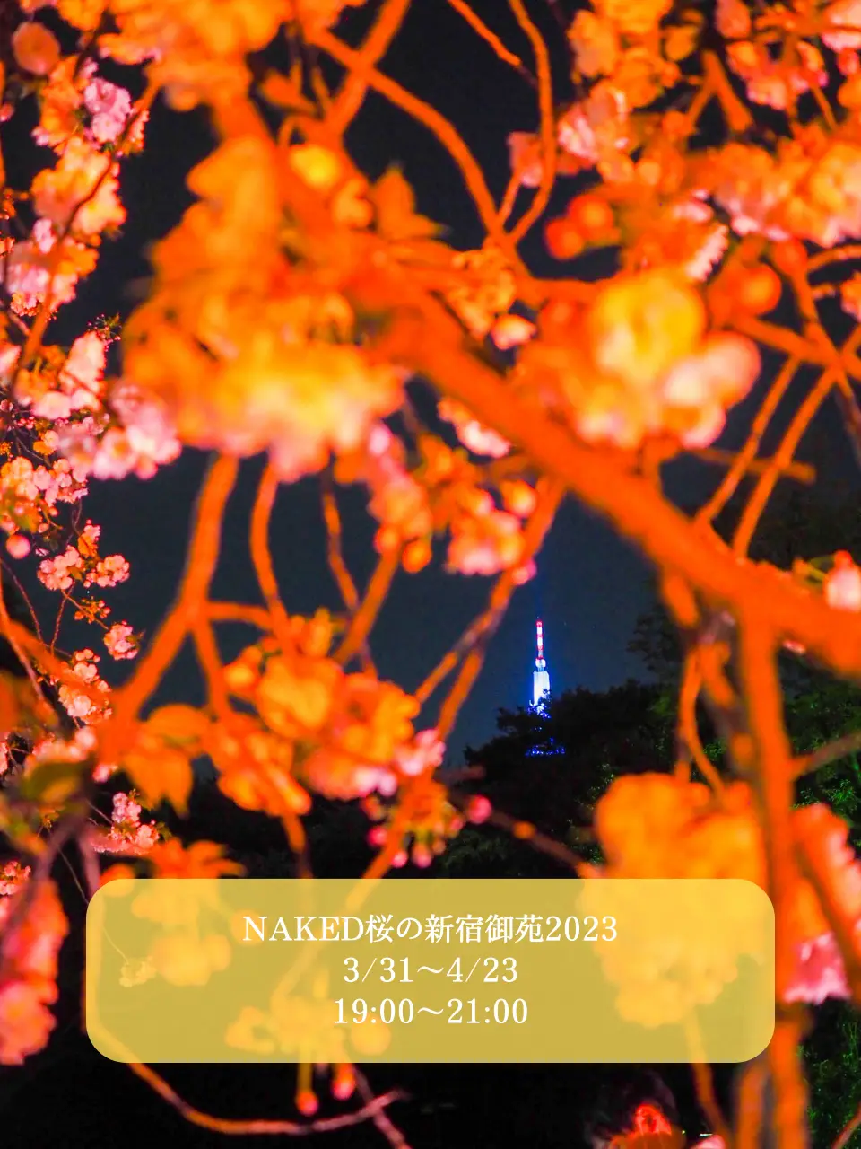 期間限定 新宿御苑 】NAKED桜の新宿御苑 | ちさと｜旅するフリーランス