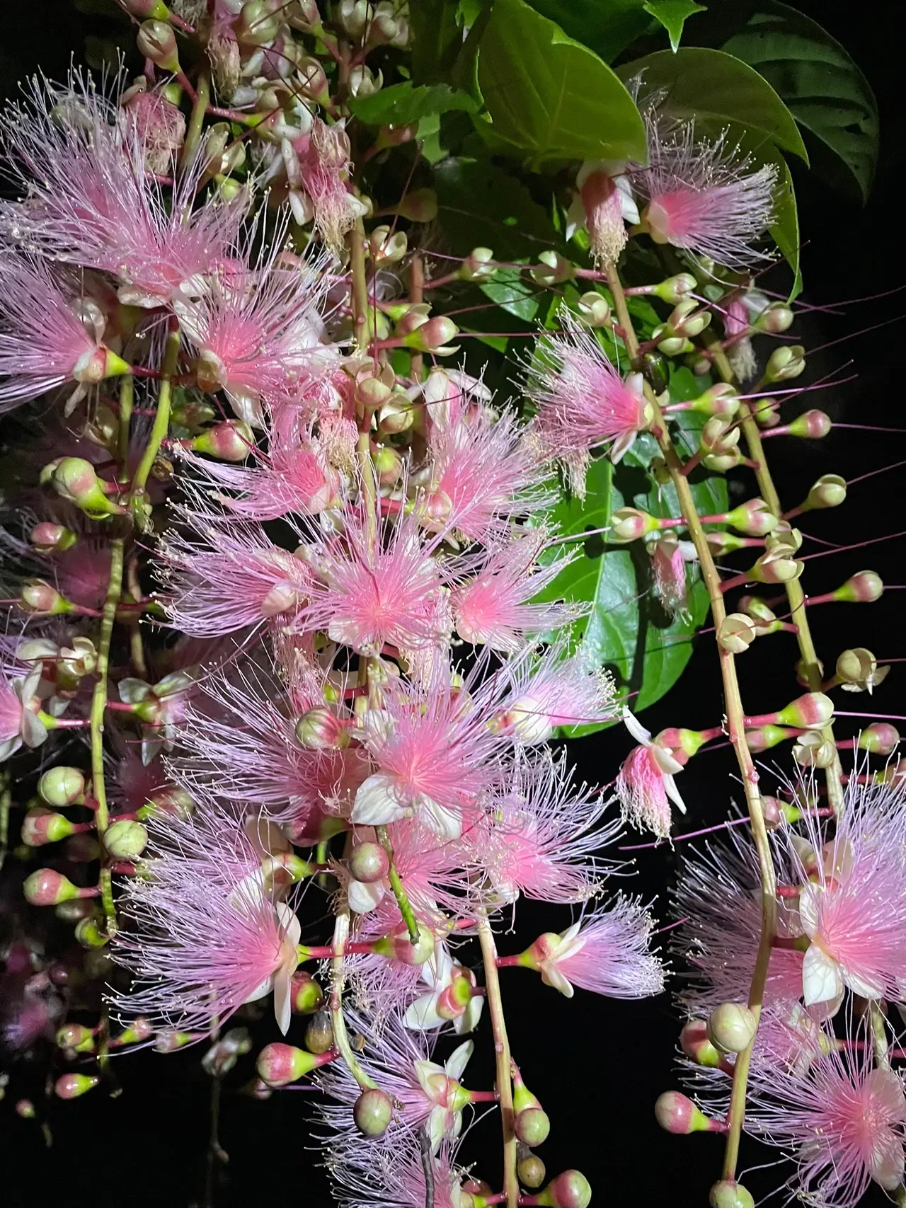 宮古島】一夜限りの幻の花🌸儚く幻想的なサガリバナ | 美容ナースの休日旅が投稿したフォトブック | Lemon8